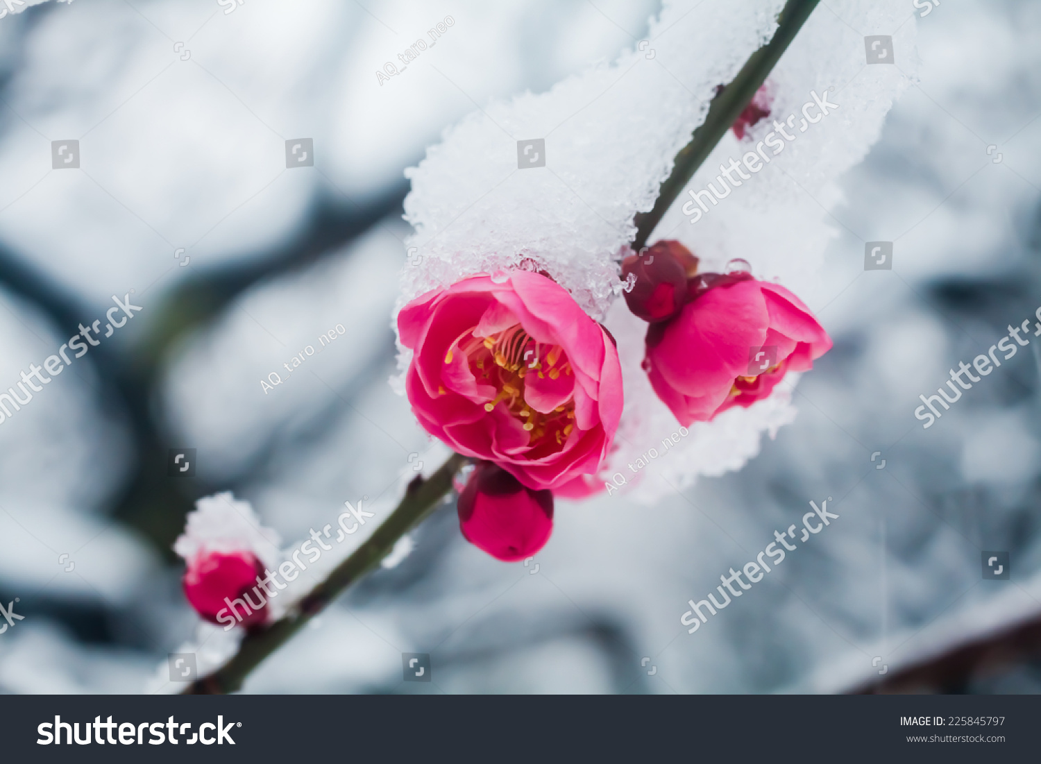 Japanese plum blossoms in the snow