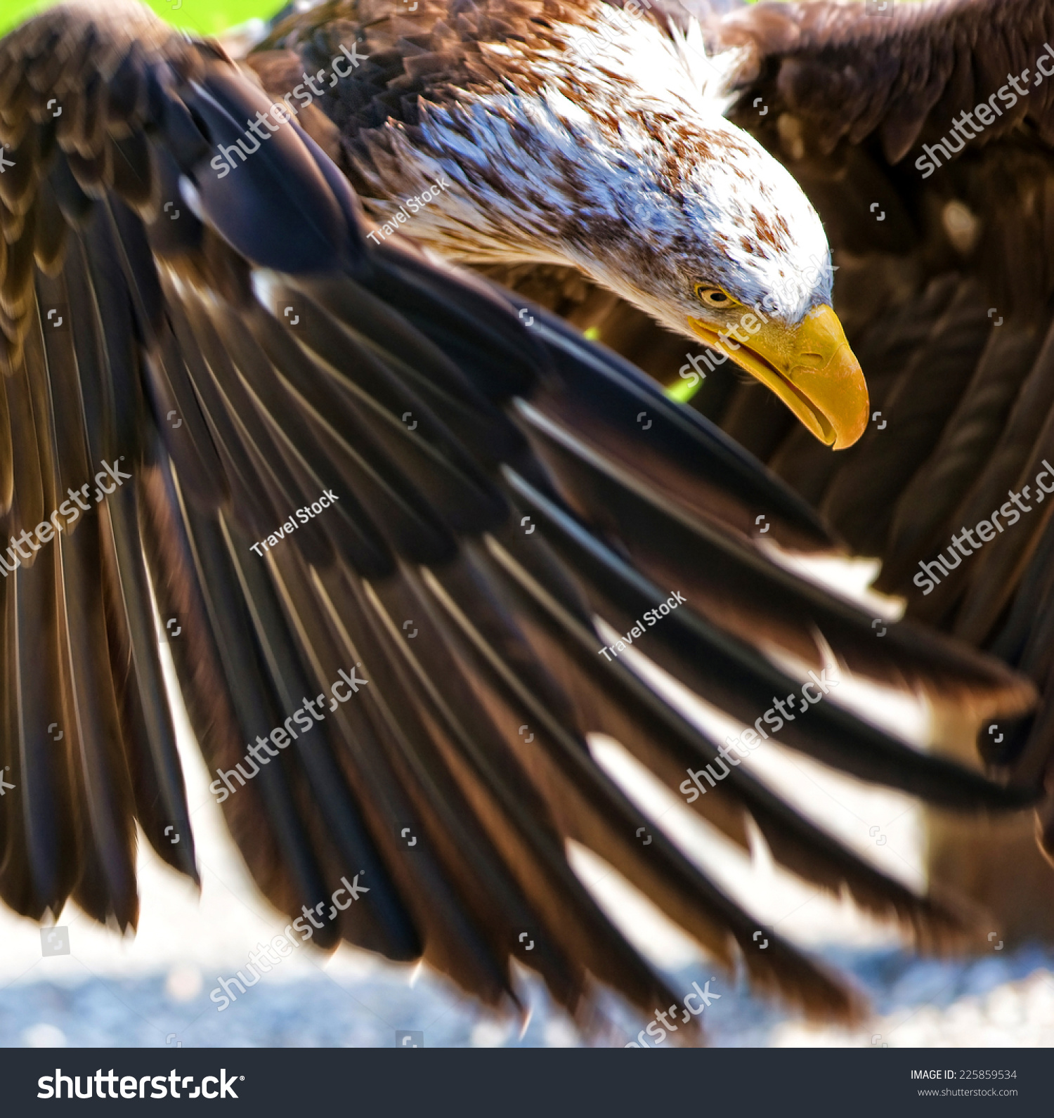 aneagle