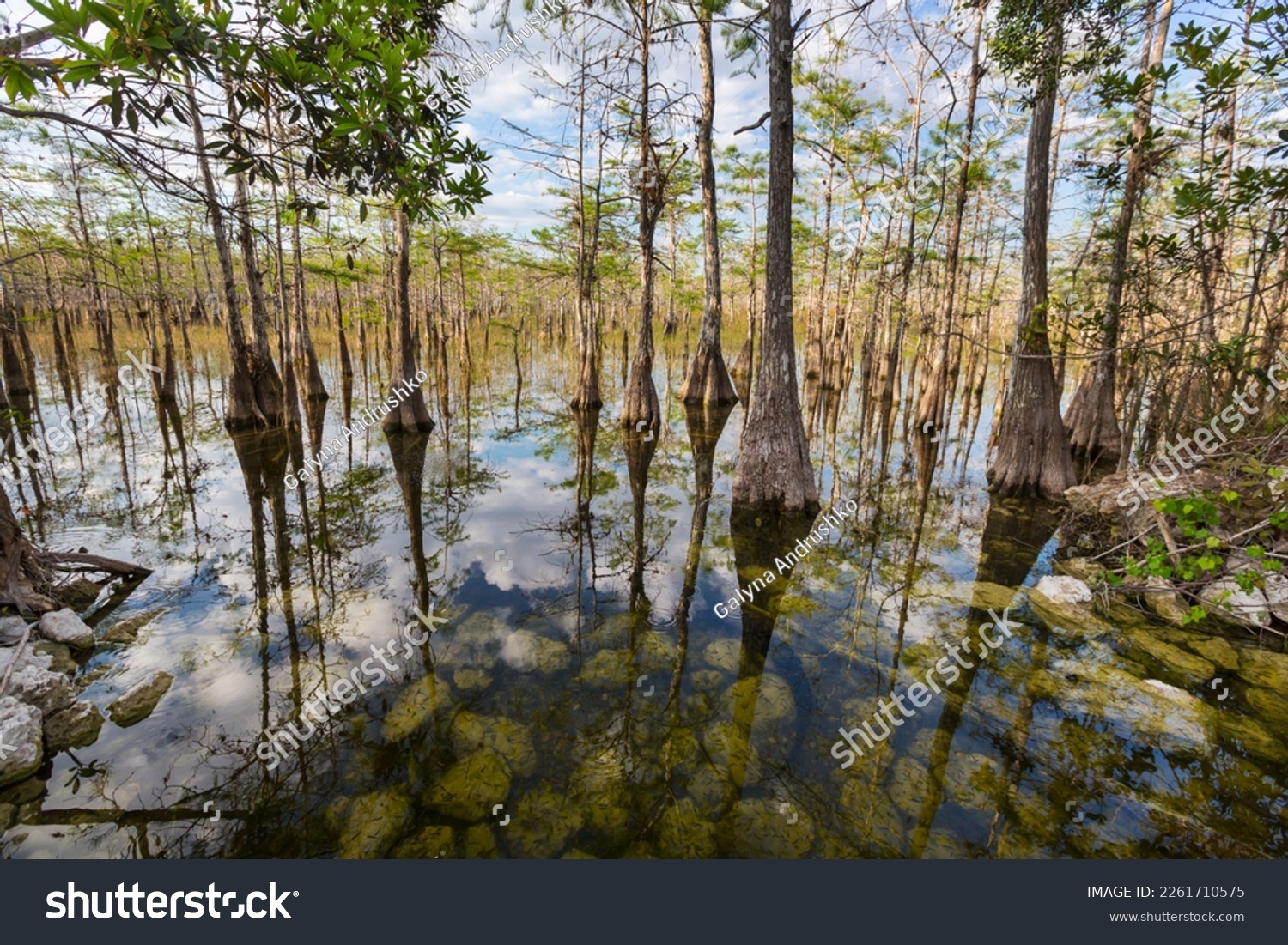 Bald Cypress Trees reflecting in the water in a florida swamp on a warm summer day