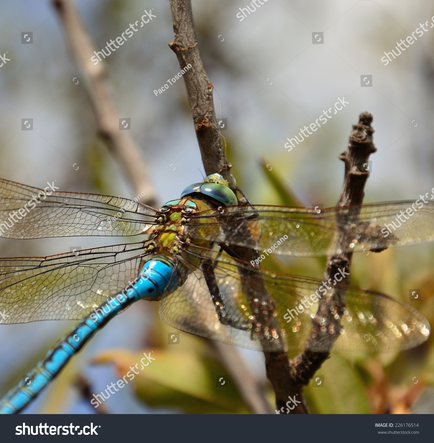 closeup of magnificent blue dragonfly anax imperator