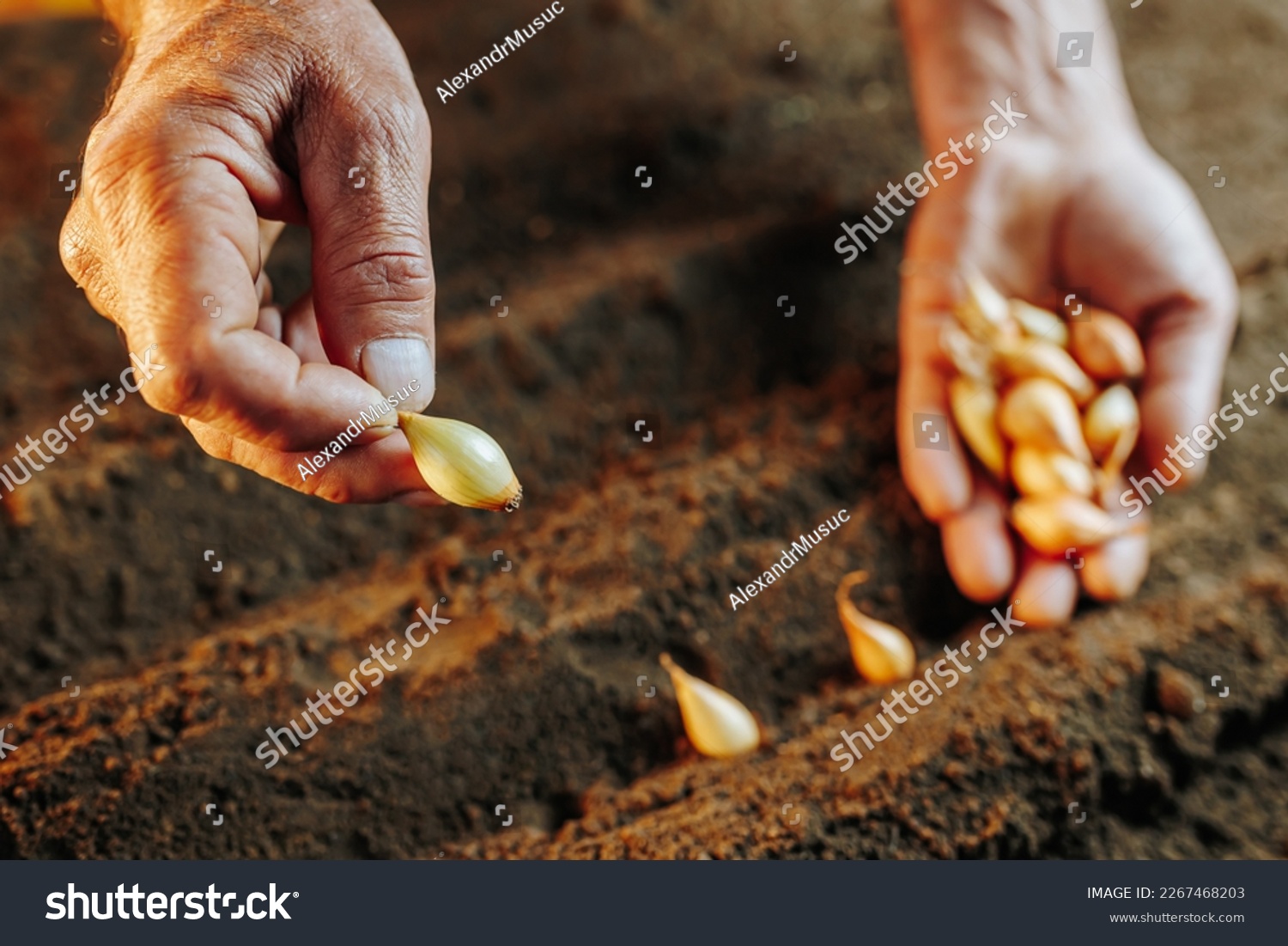 This striking close-up features the hands of a seasoned farmer holding a handful of carefully-selected seeds. The selective focus on the seeds creates a sense of depth and texture