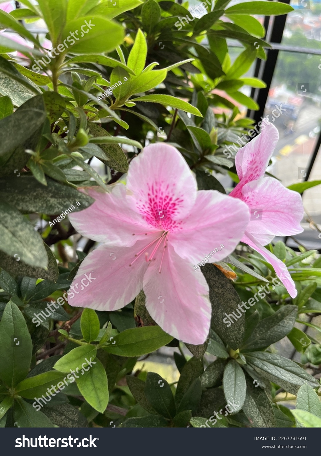autumnpinkencoreazaleadwarfbloomingflower