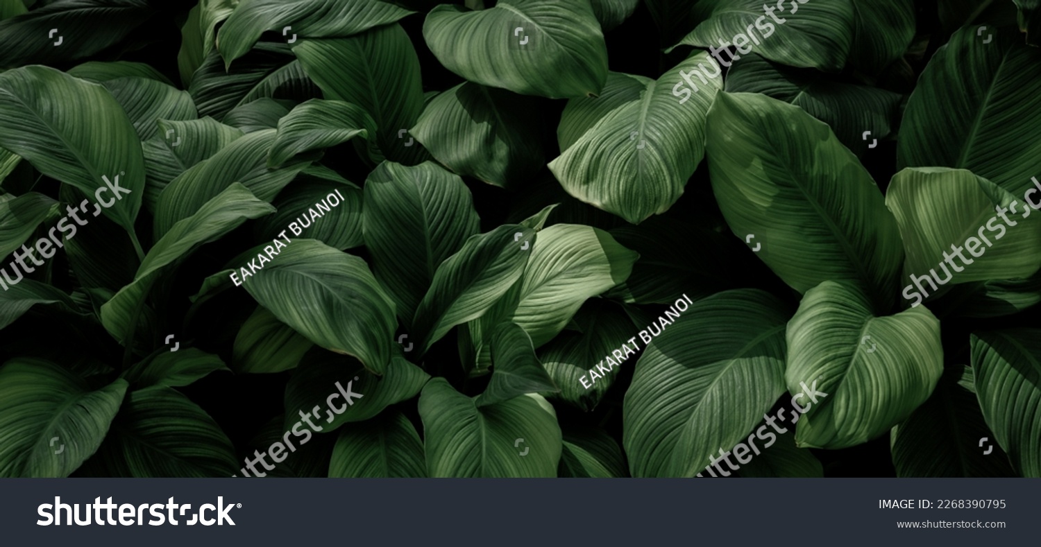 Dark green leaves in the park background image