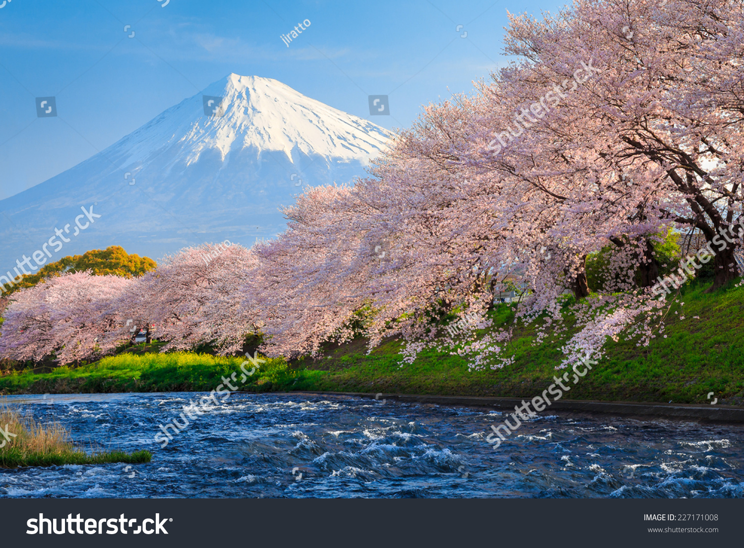Cherry blossoms or Sakura and Mountain Fuji at the river in the morning