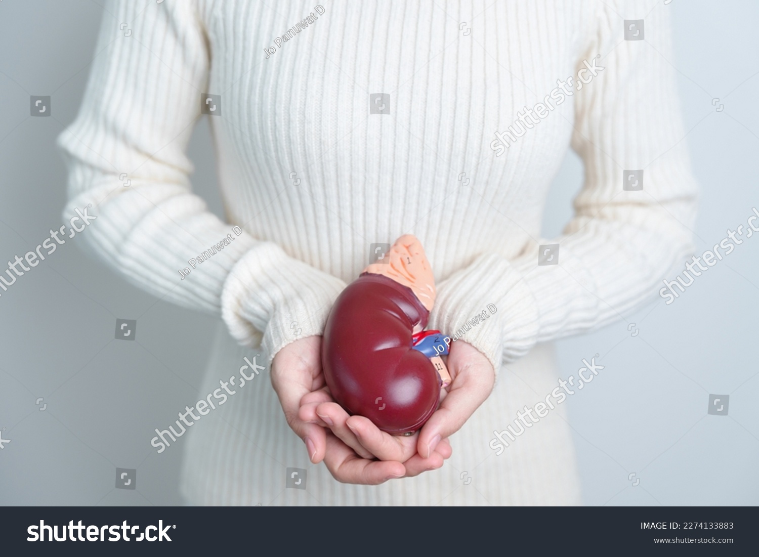 woman holding Anatomical human kidney Adrenal gland model. disease of Urinary system and Stones  Cancer  world kidney day  Chronic kidney and Organ Donor Day concept