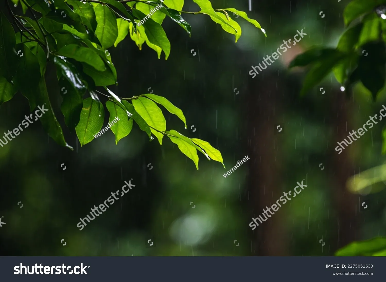 Tree With Raining Leaves raining shower drop on leaf tree close up of rainfall in jungle Heavy ...