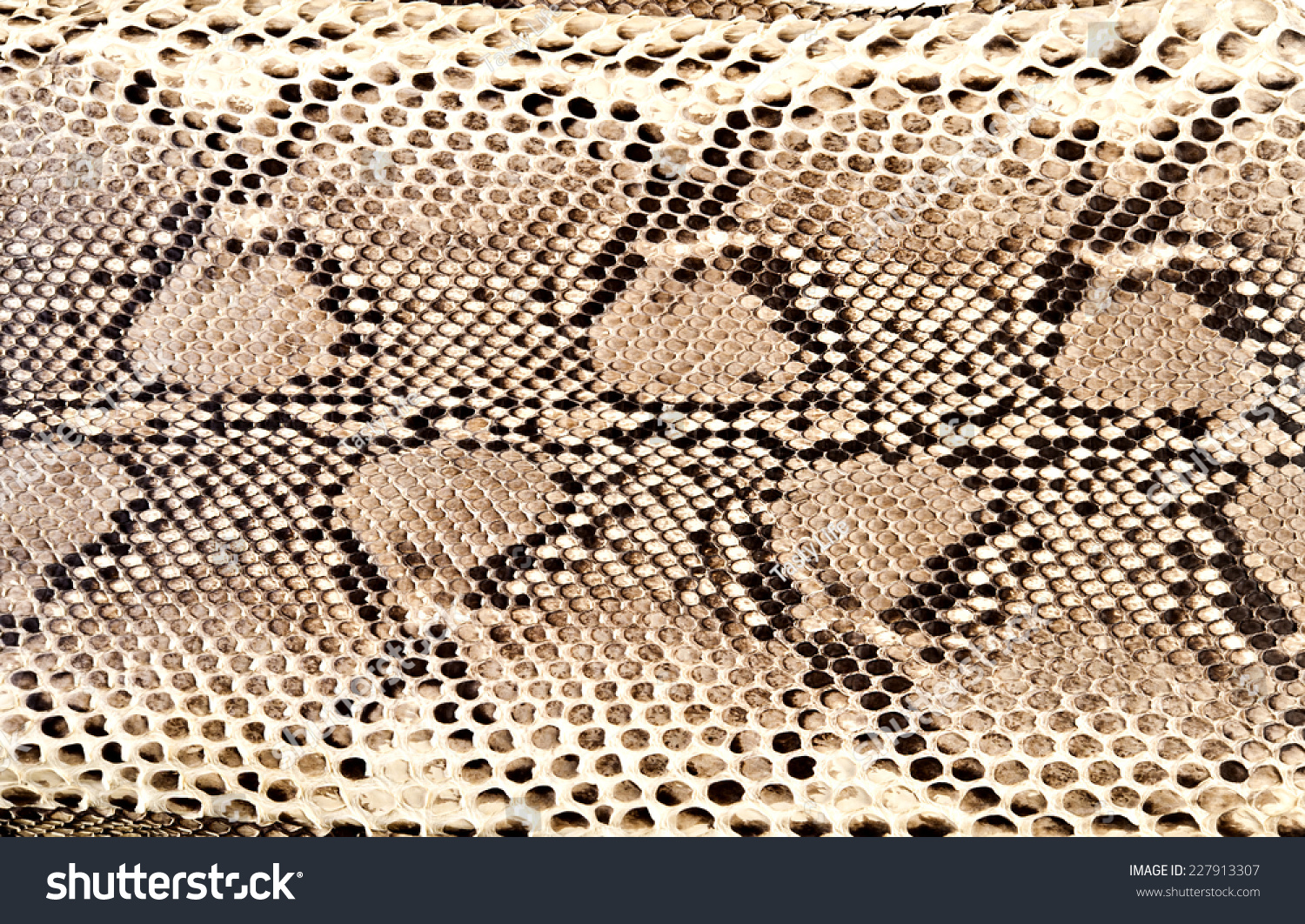 snake skin python_站酷海洛_正版图片_视频_字体_音乐素材交易平台_站酷旗下品牌