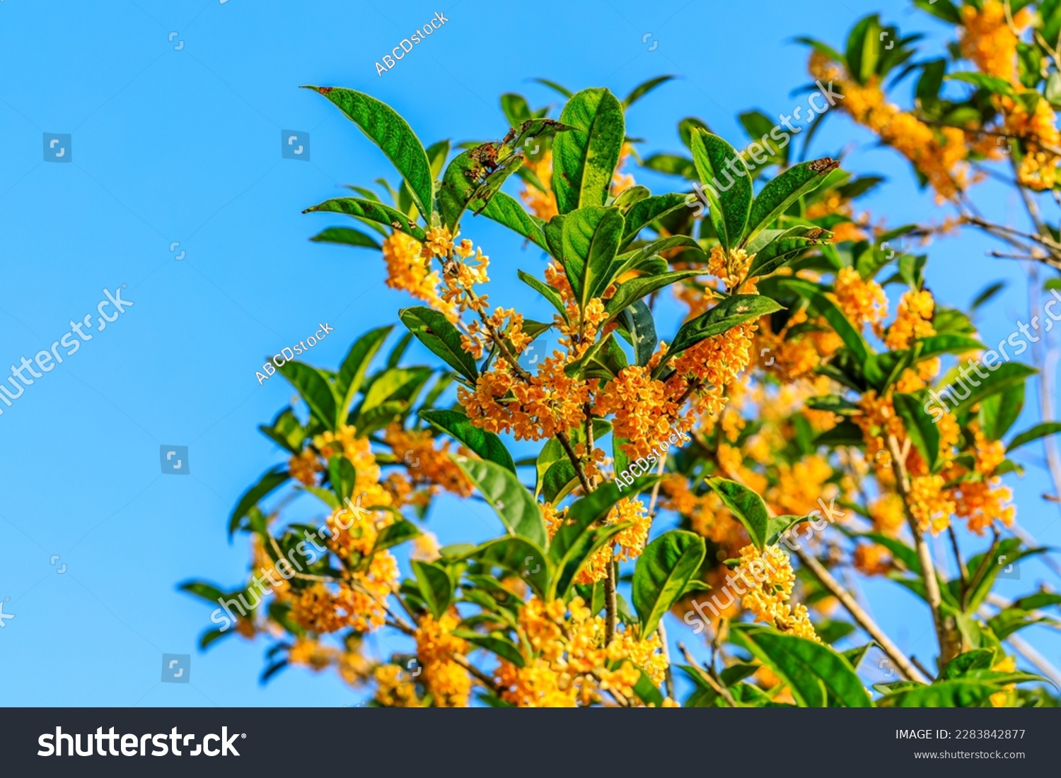 Beautiful osmanthus blooms on the osmanthus tree