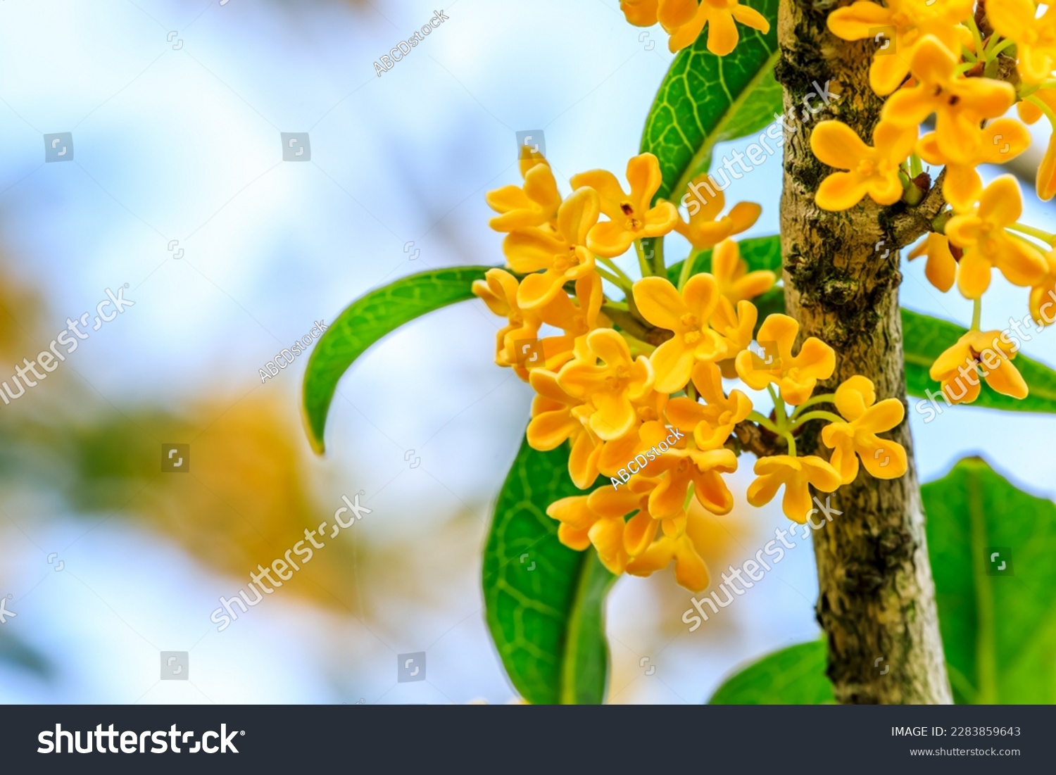 Beautiful osmanthus blooms on the osmanthus tree