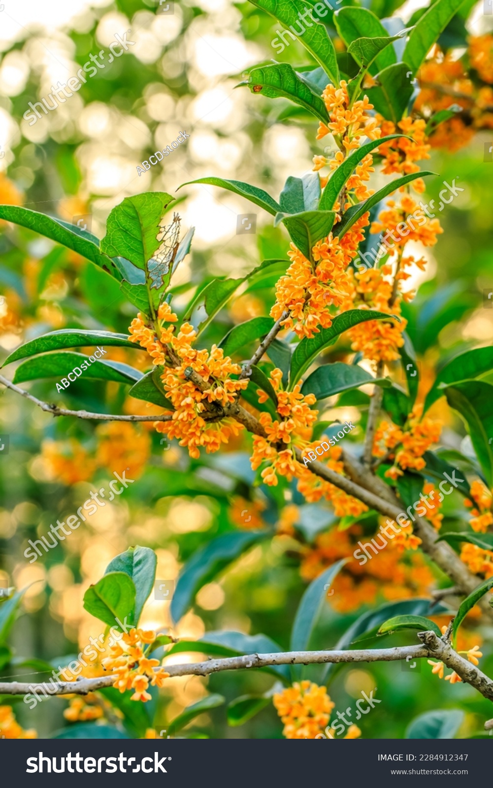 Beautiful osmanthus blooms on the osmanthus tree
