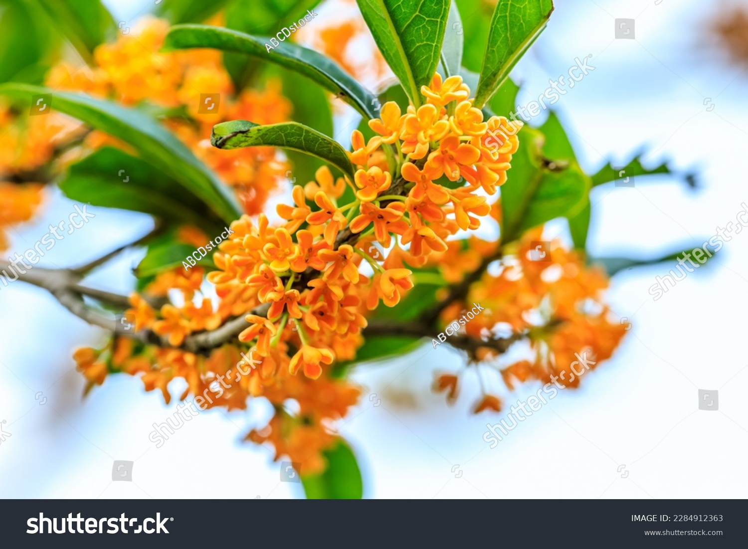 Beautiful osmanthus blooms on the osmanthus tree