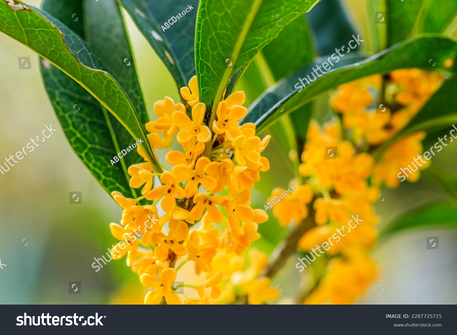 Yellow osmanthus flower bloom in autumn garden