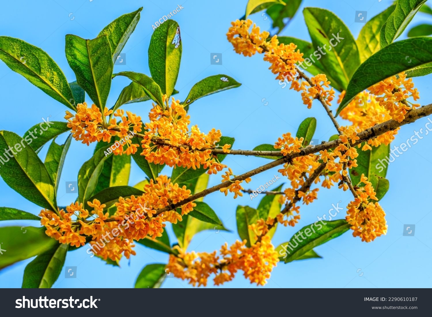 Beautiful osmanthus blooms on the osmanthus tree