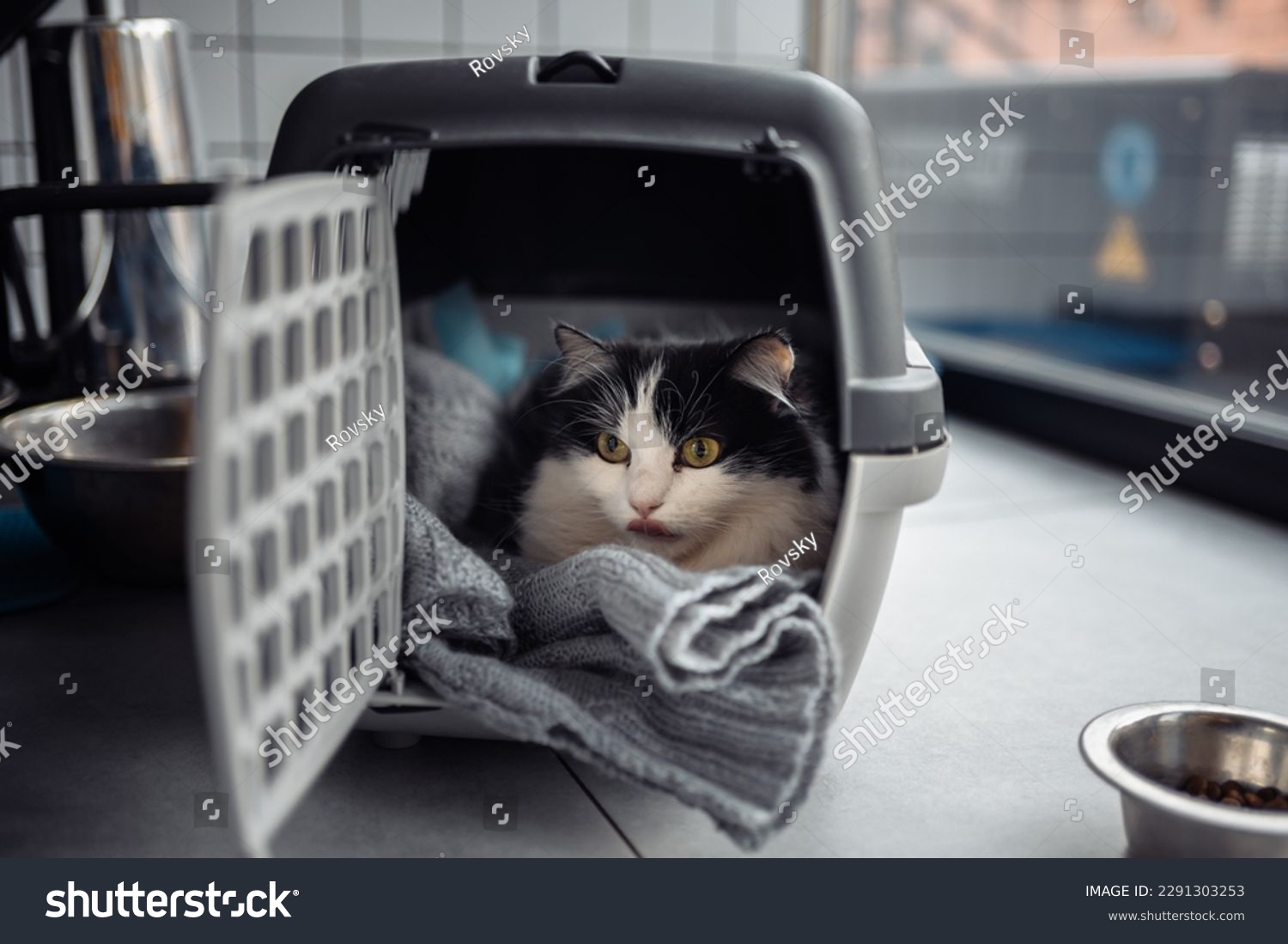A beautiful cat in a portable cage. High quality photo