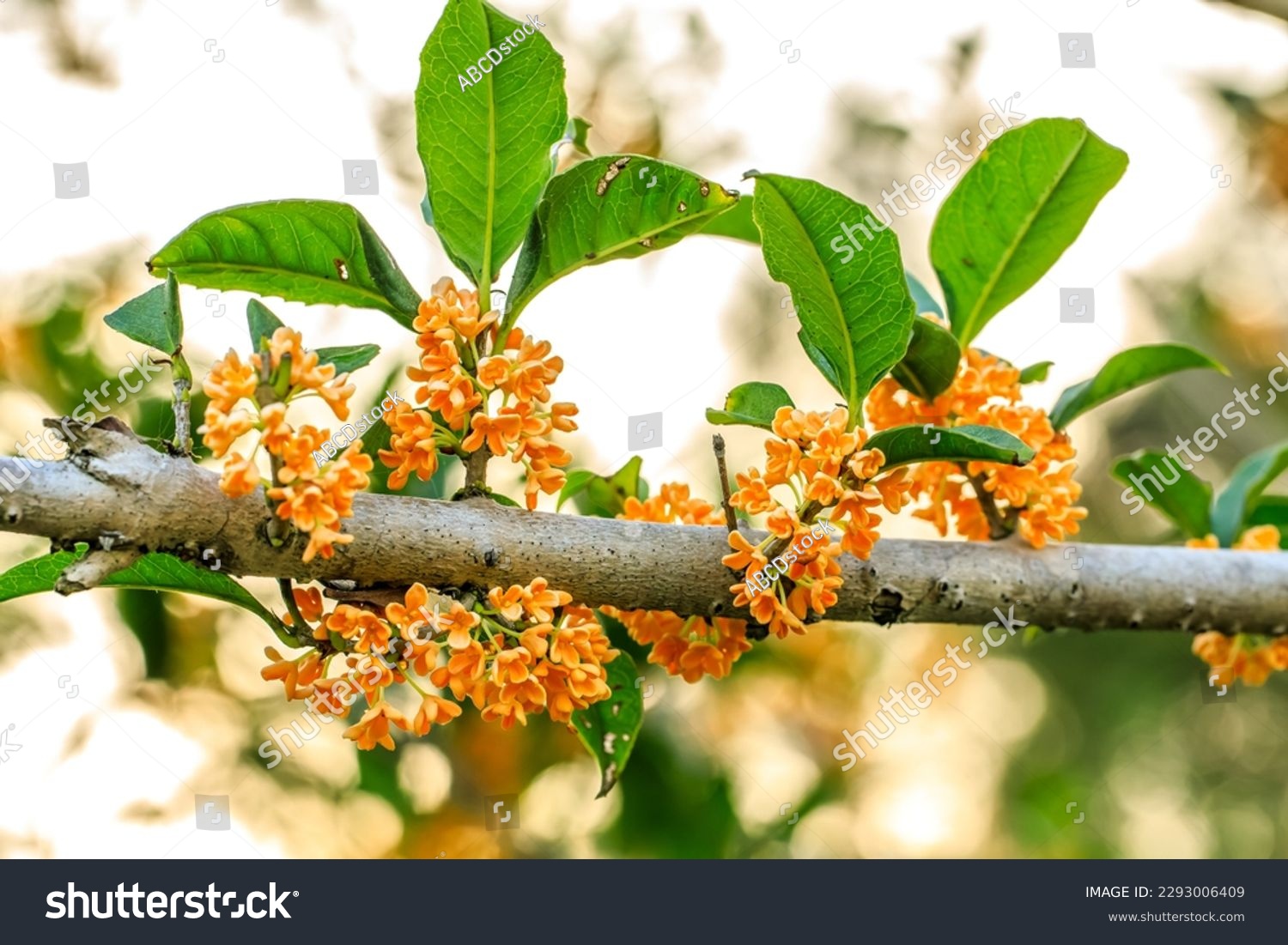 Beautiful osmanthus blooms on the osmanthus tree