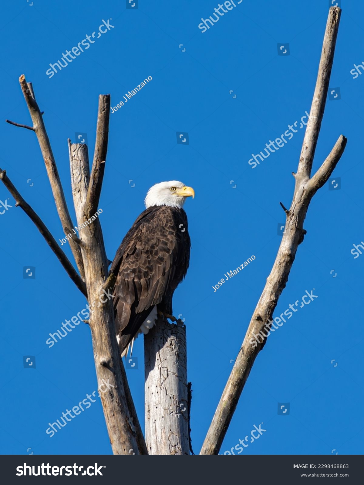 bald eagle perched overlooking wildlife refuge