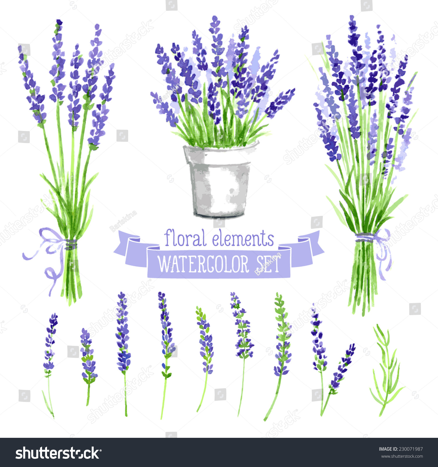 Vector set of provence herbs: lavender. Floral watercolor illustration