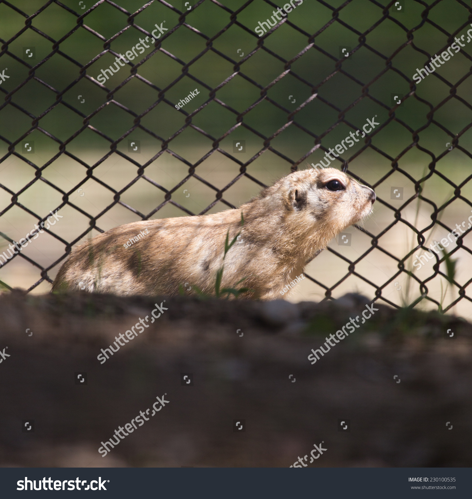gopheratthezoo