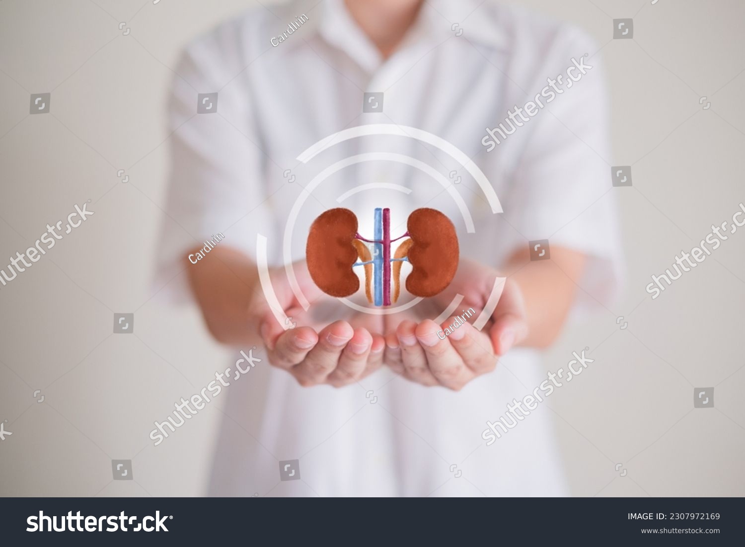 Hand's holding Kidney concept of organ donation or charity hospital anatomy diagnosis cancer disease donor support diagnosis health care of life and family insurance background with copy space