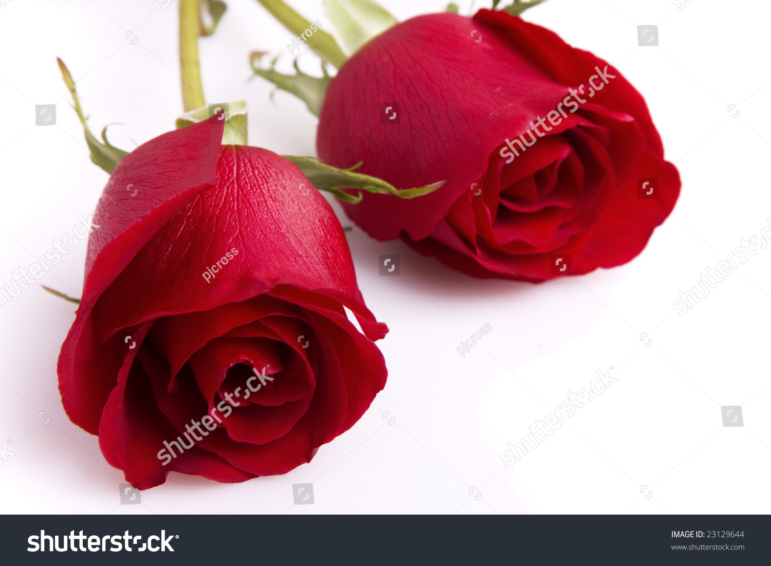 Two beautiful red roses isolated on white