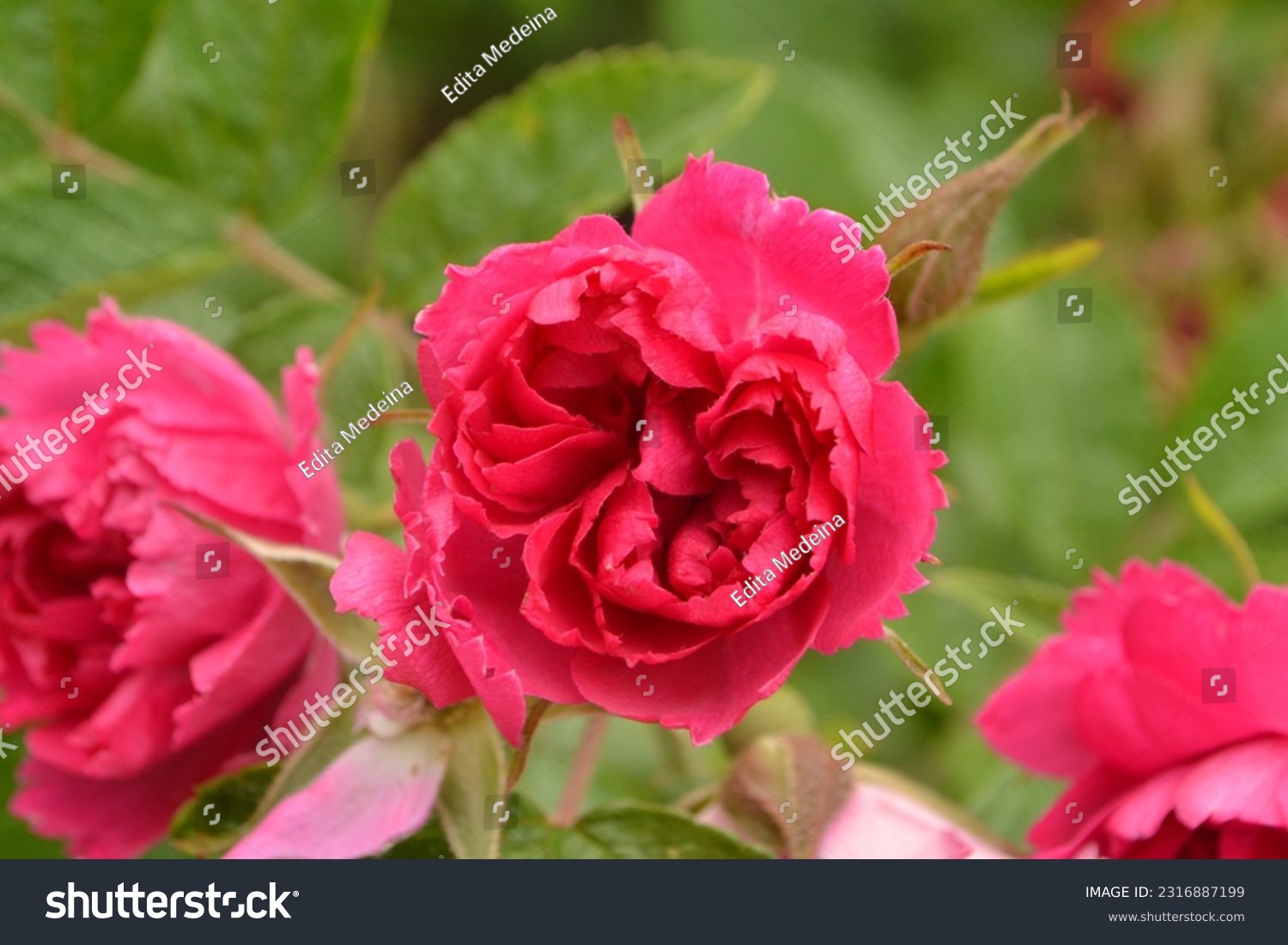 Flowering japanese rose 'F. J. Grootendorst' (Rosa rugosa)