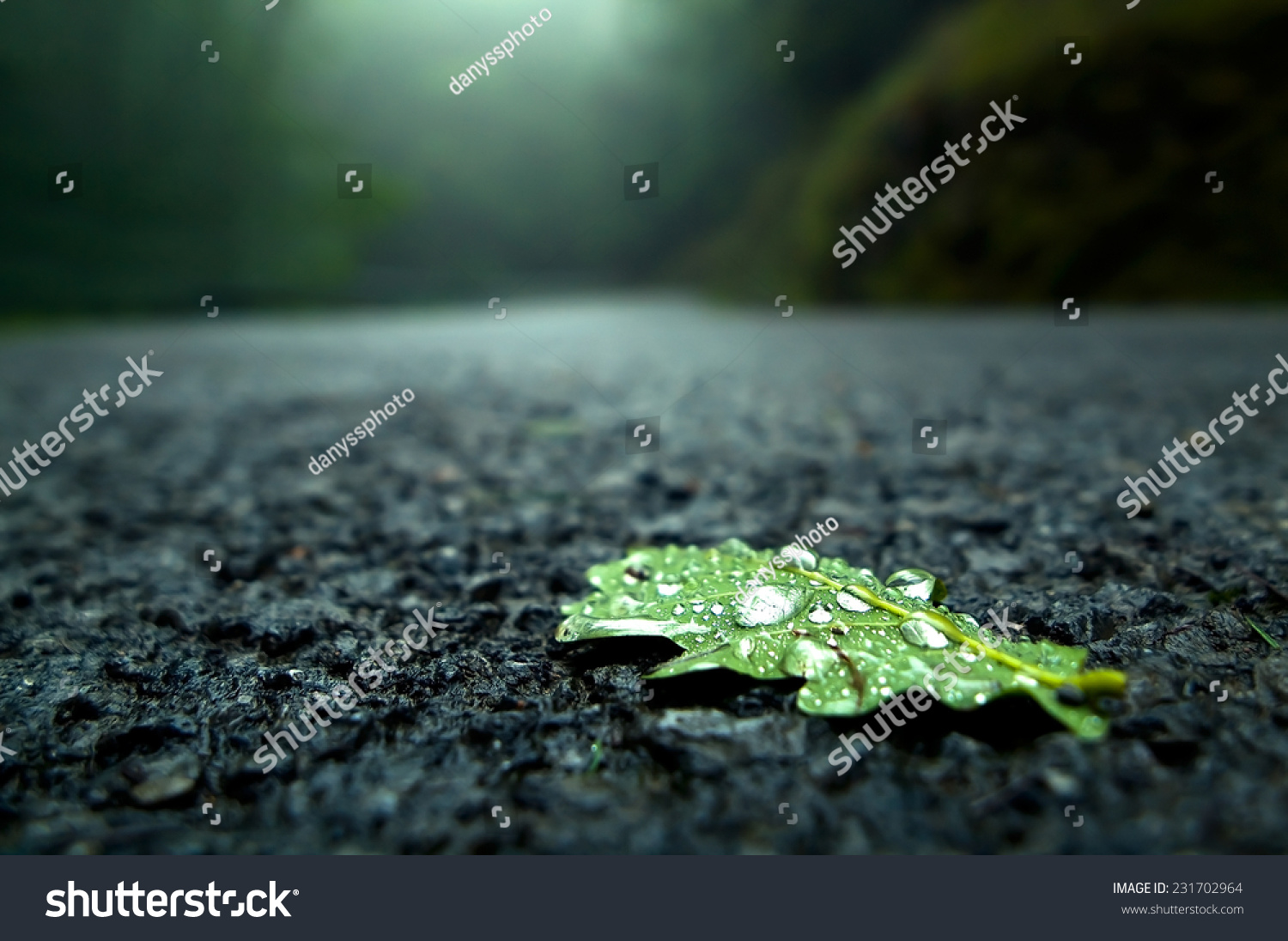 close-up of a fallen leaf on the road on a rainy day