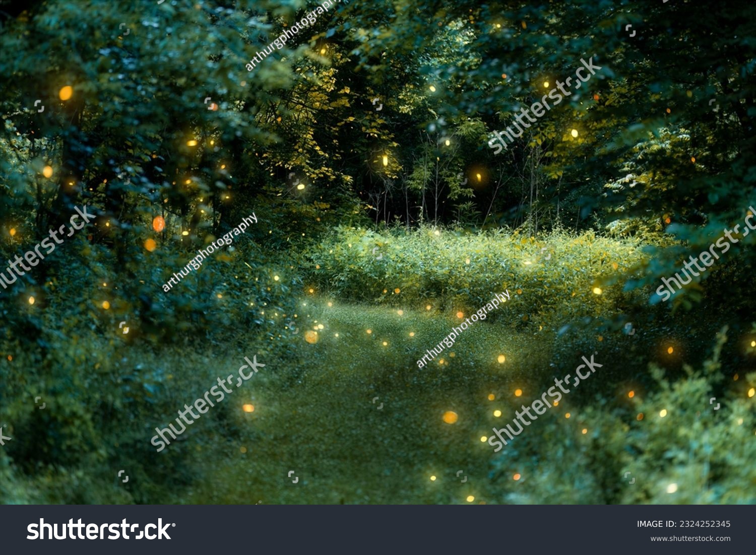 Fireflies in a woodland path at Alum Creek State Park in Lewis Center Ohio. 