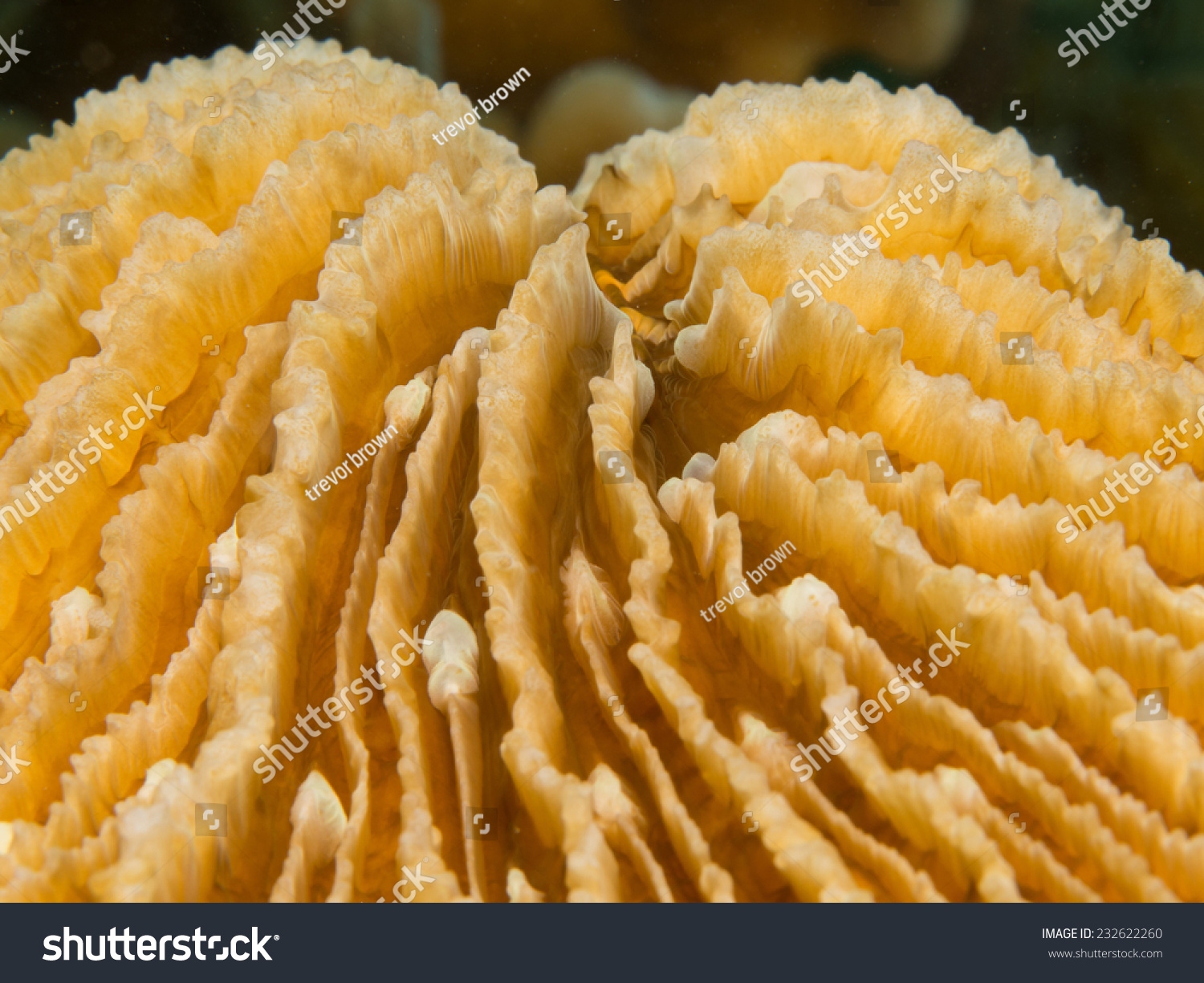 fungus coral - fungia species
