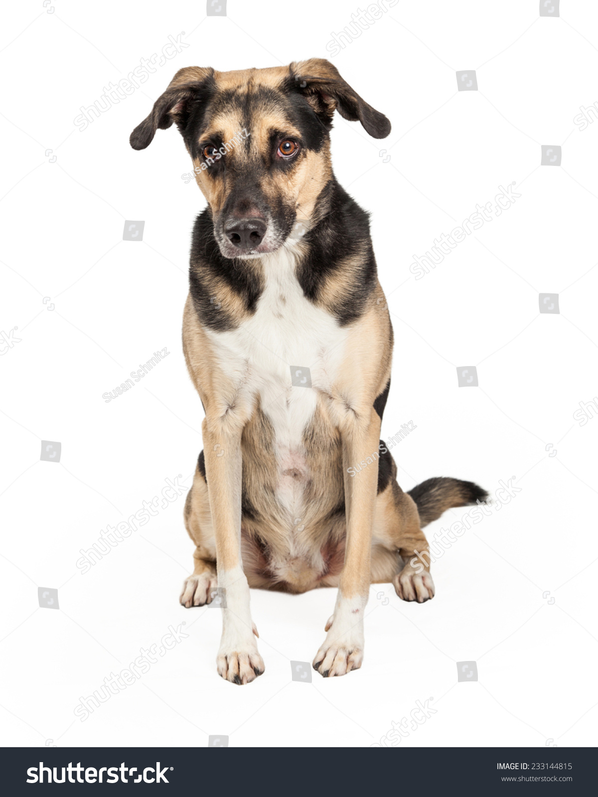 ashygermanshepherdmixedbreeddogsittingwithbodyandheadfacing