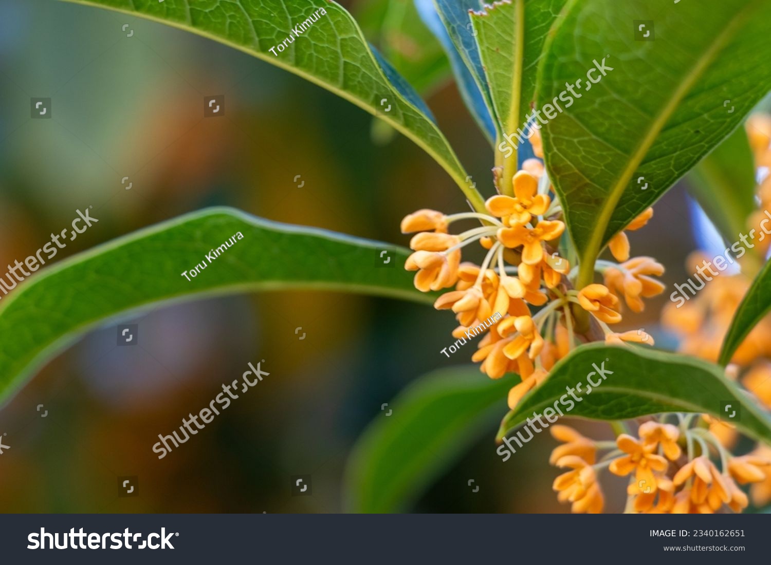 Orange blossoms of Osmanthus fragrans