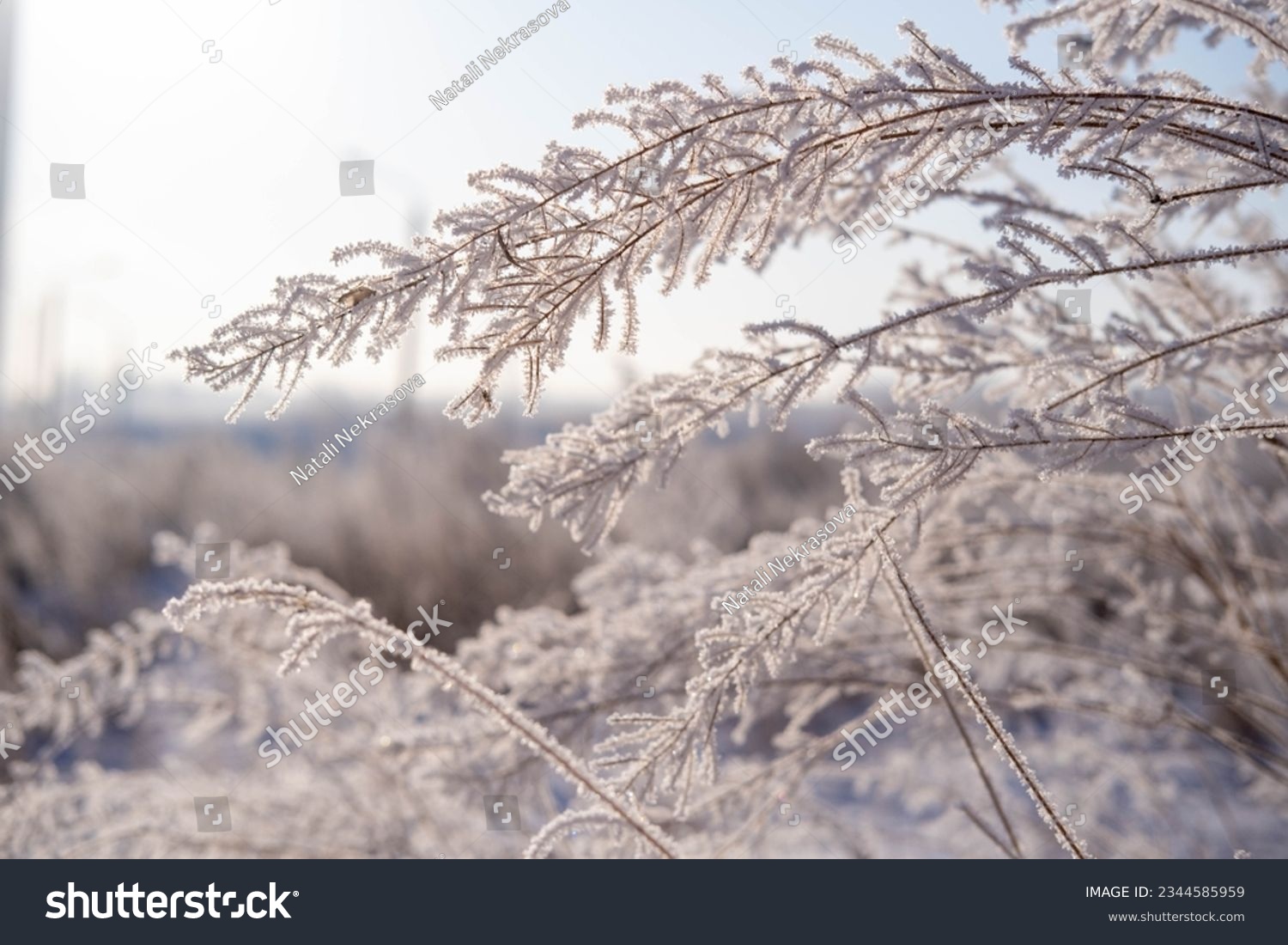 dawn on a snow-covered field amid grass. Snow and frost on the plants. Ice grass. Ice tale. Beautiful winter background with branches covered with hoarfrost. The plants are covered with frost.