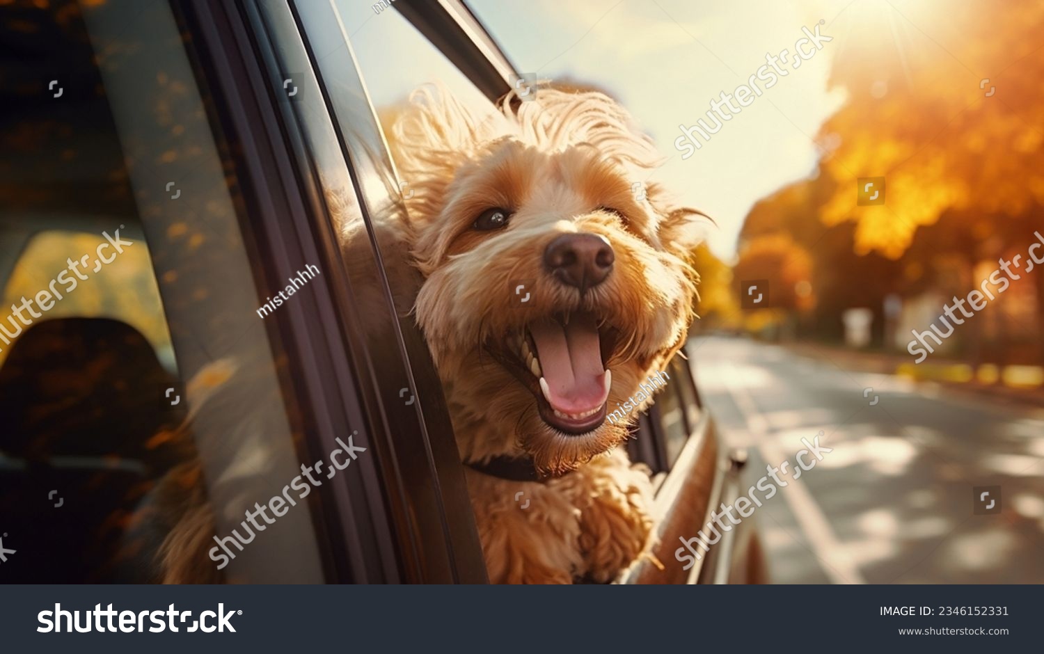 happy dog in the car window with the wind