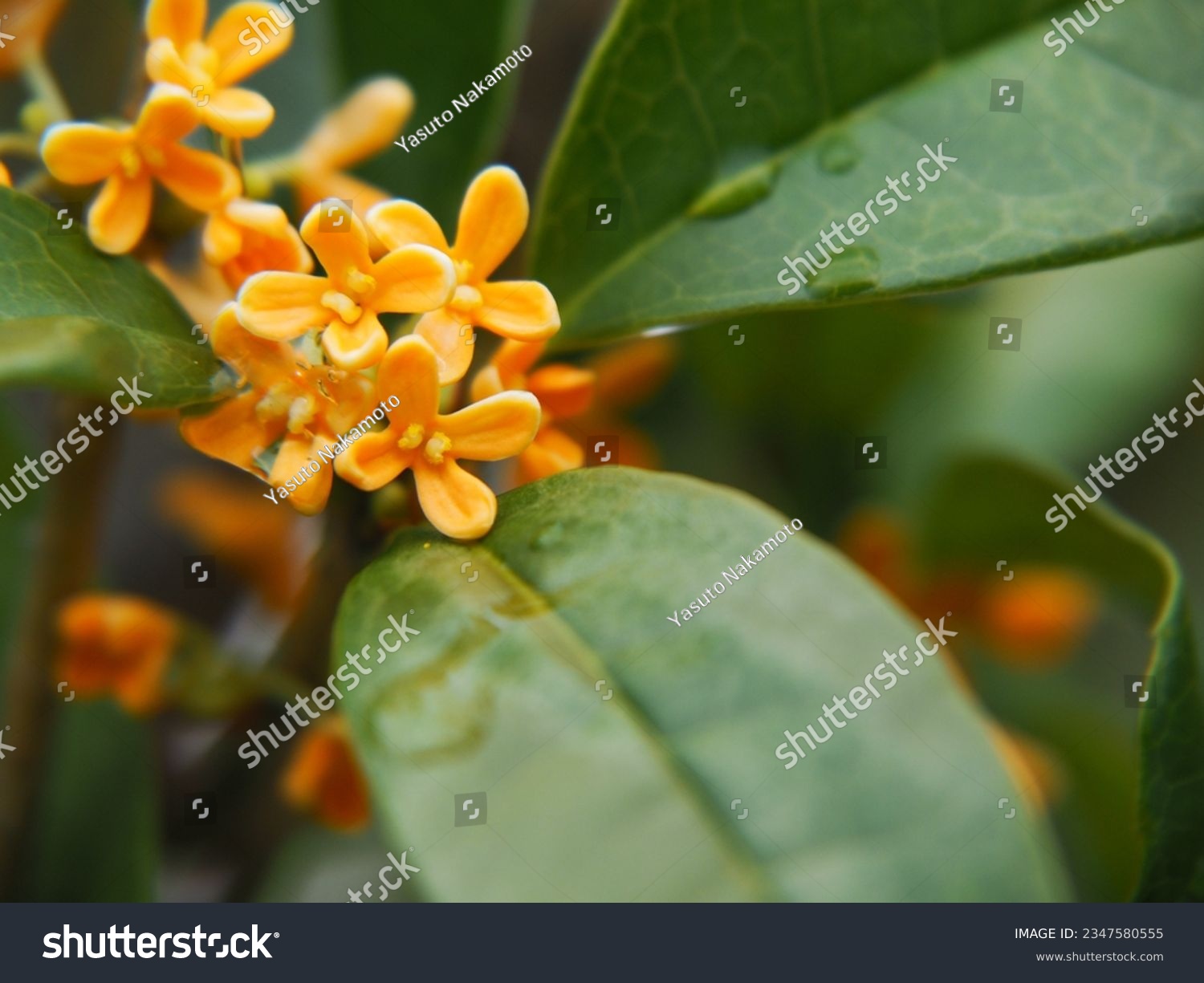 nity osmanthus flowers in rainy day