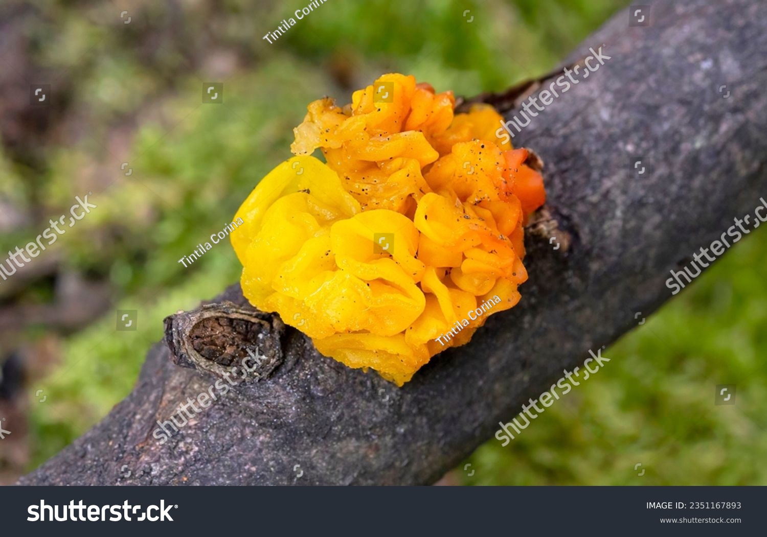 Tremella mesenterica (yellow brain golden jelly fungus yellow trembler and witches' butter) is a common jelly fungus in the family Tremellaceae of the Agaricomycotina.