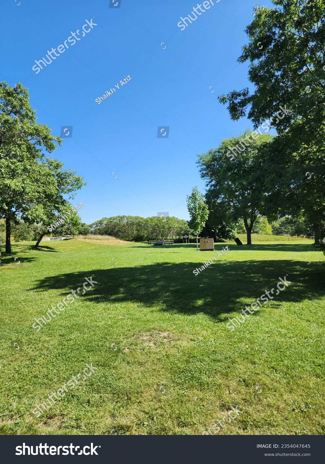 casting dappled shadows upon the forest floogreen green grass of