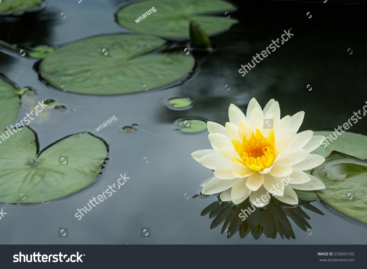 Yellow Lotus flower and  Lotus flower plants