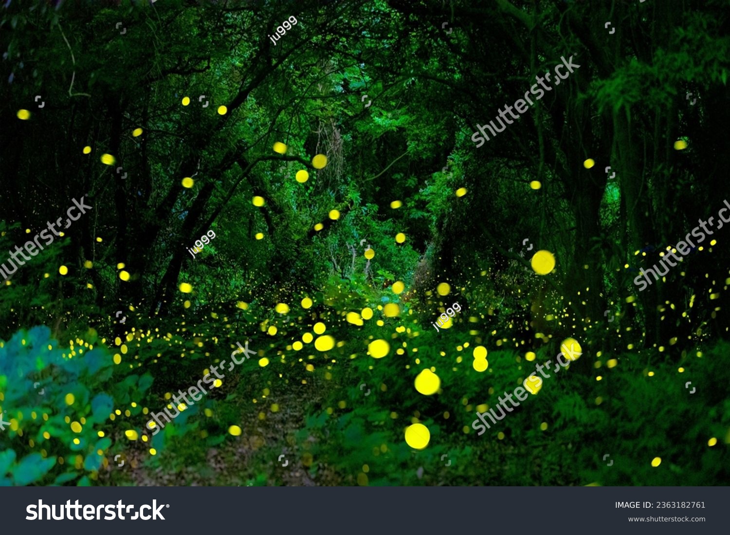In Gotjawal Forest  a famous tourist attraction on Jeju Island  South Korea  fireflies create a wonderful scenery with beautiful lights.