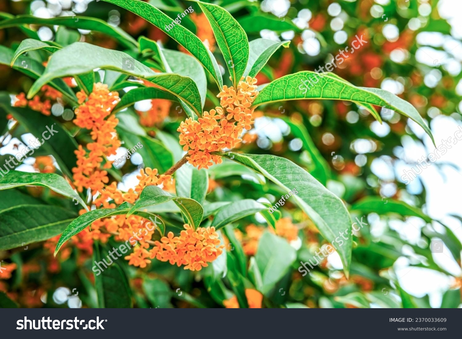 Osmanthus flowers blooming on the tree on a sunny day