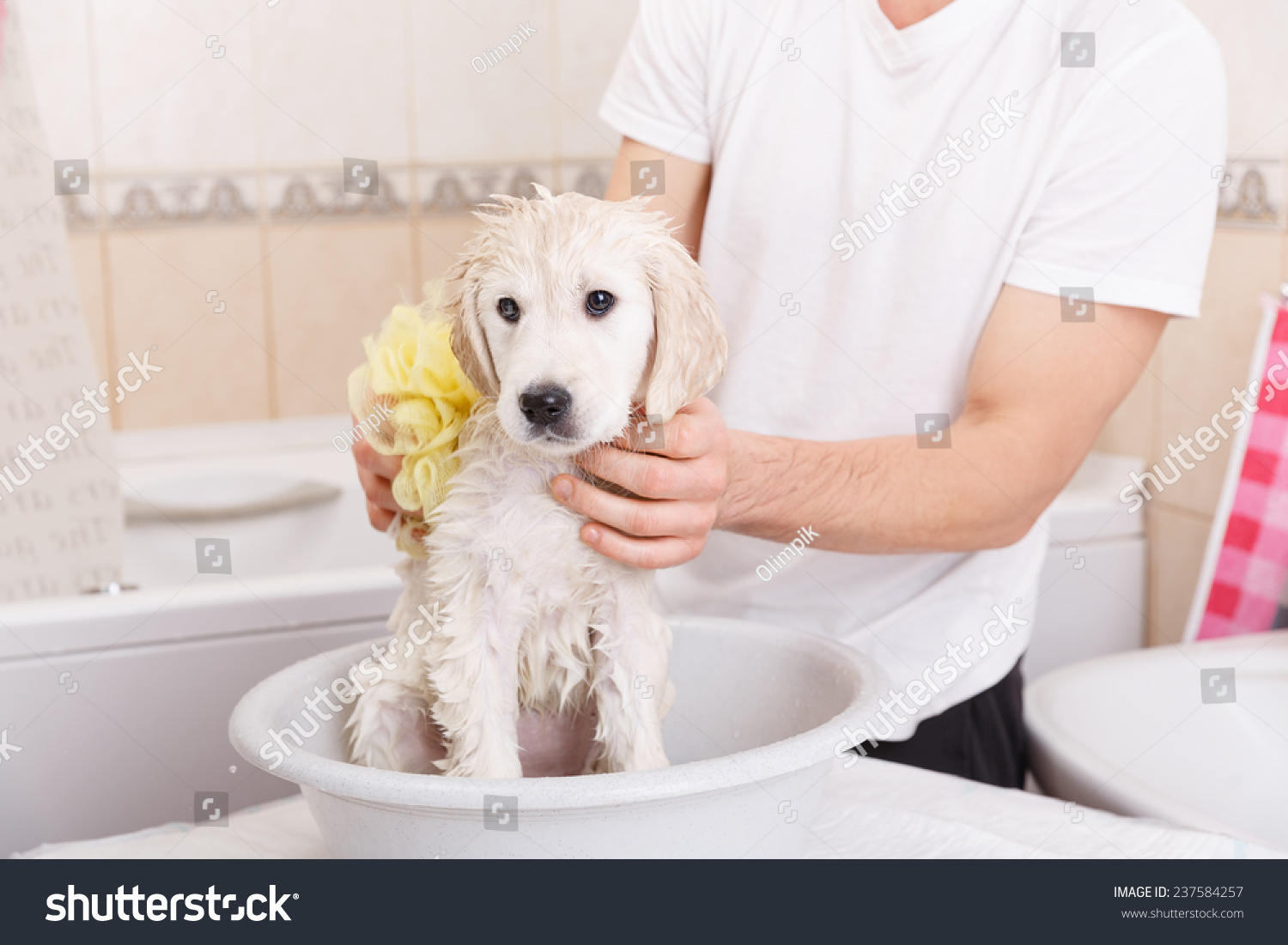 golden retriever puppy is taking a shower at home
