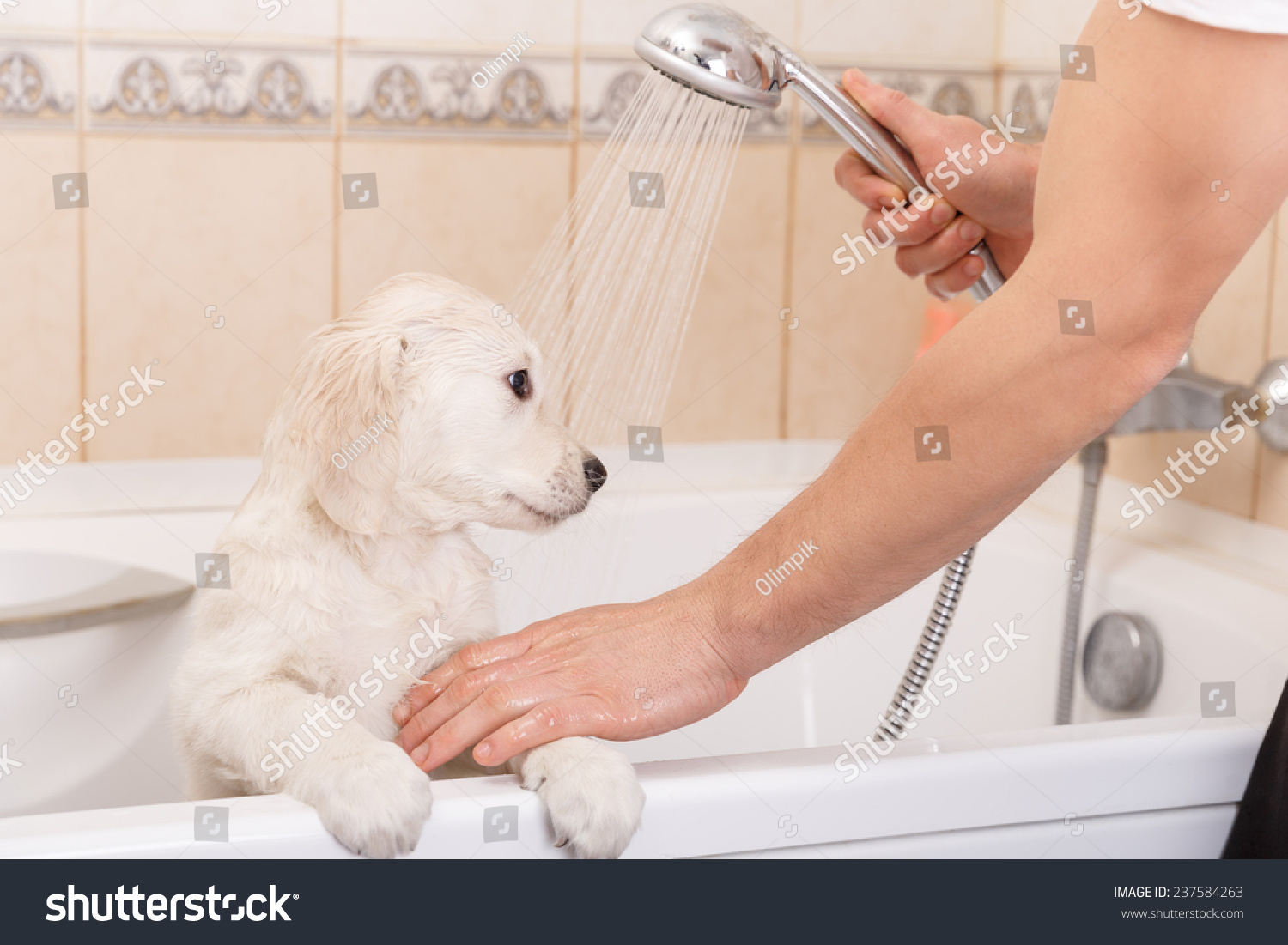 golden retriever puppy is taking a shower at home
