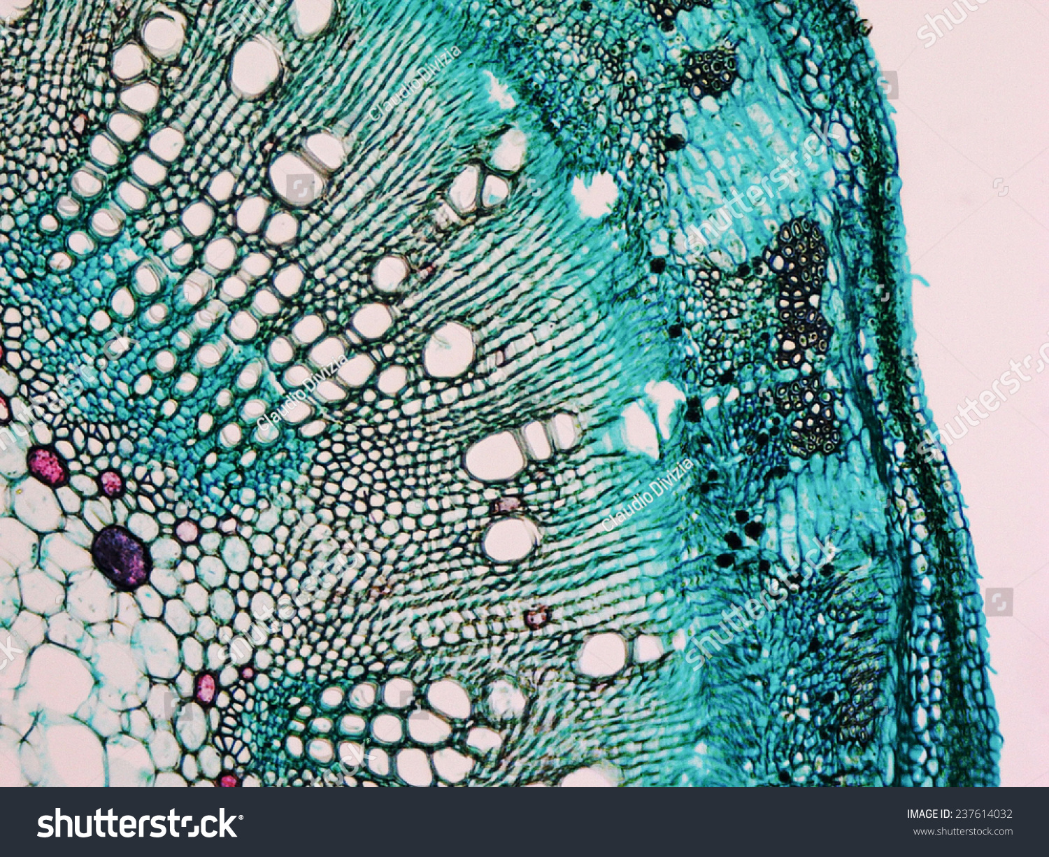 Light photomicrograph of Cotton stem cross section seen through microscope