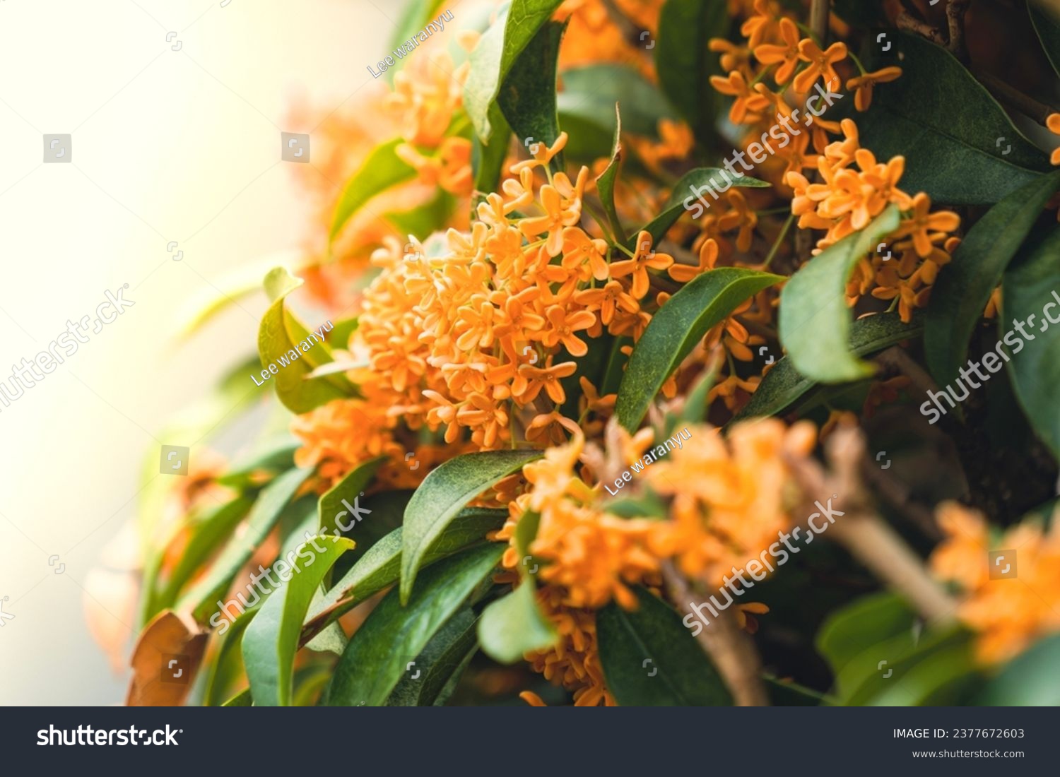 Little flowers of Fragrant orange-colored olive (Osmanthus fragrans ) in the garden.