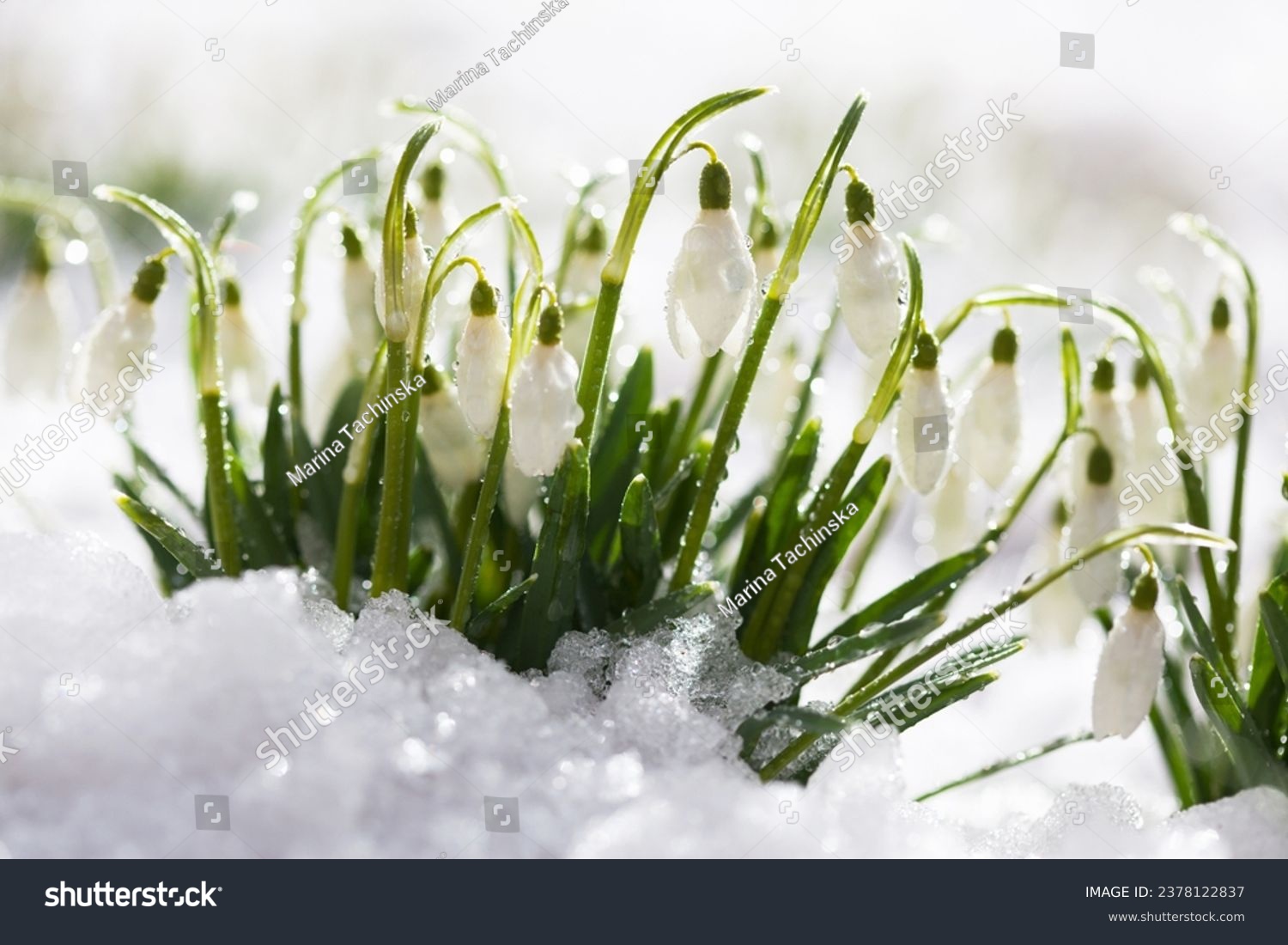 Blooming snowdrop flowers on the snow  selective focus blur. A beautiful card for the holiday in March.