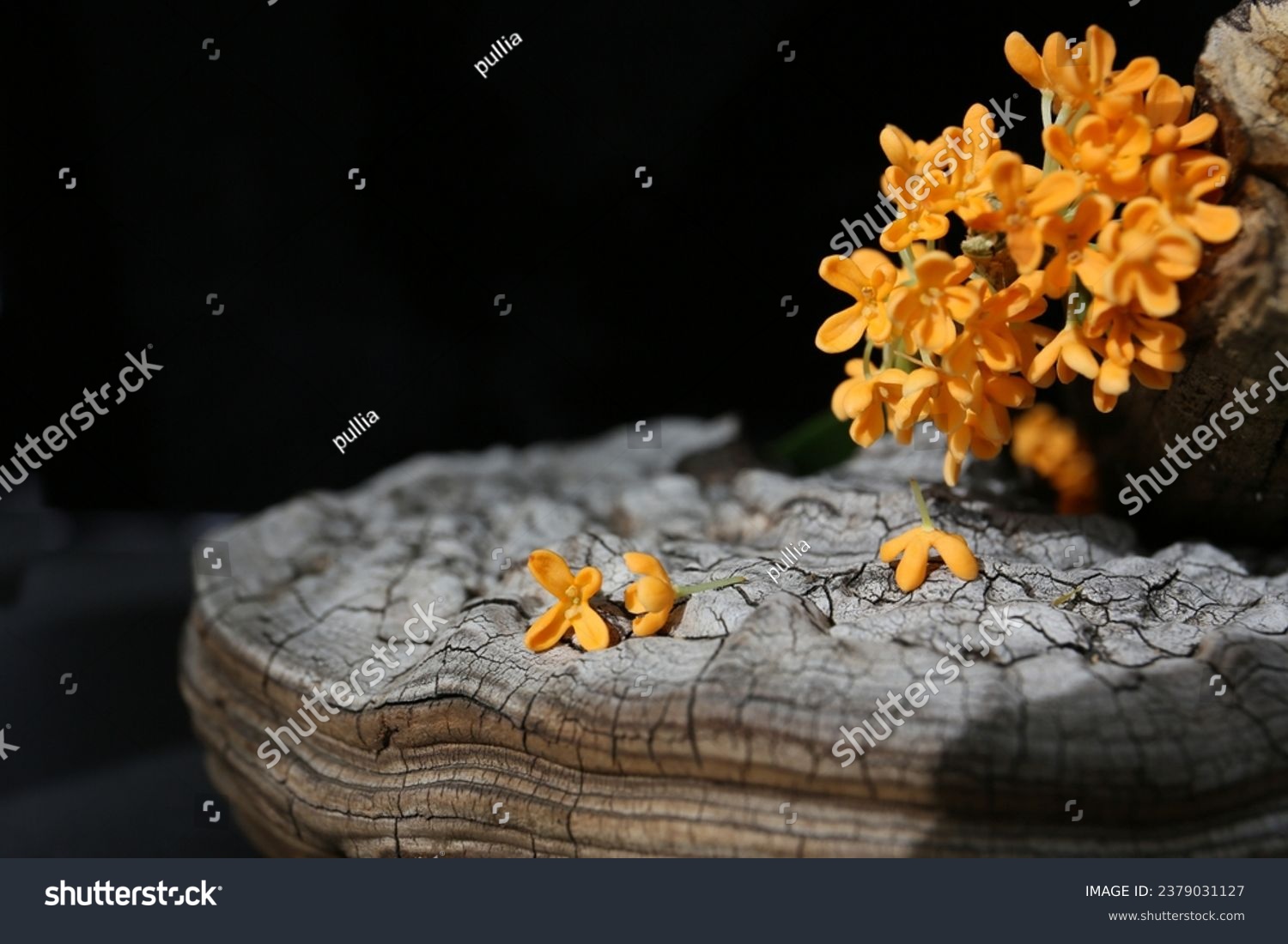 flowers of Sweet Osmanthus on a black background