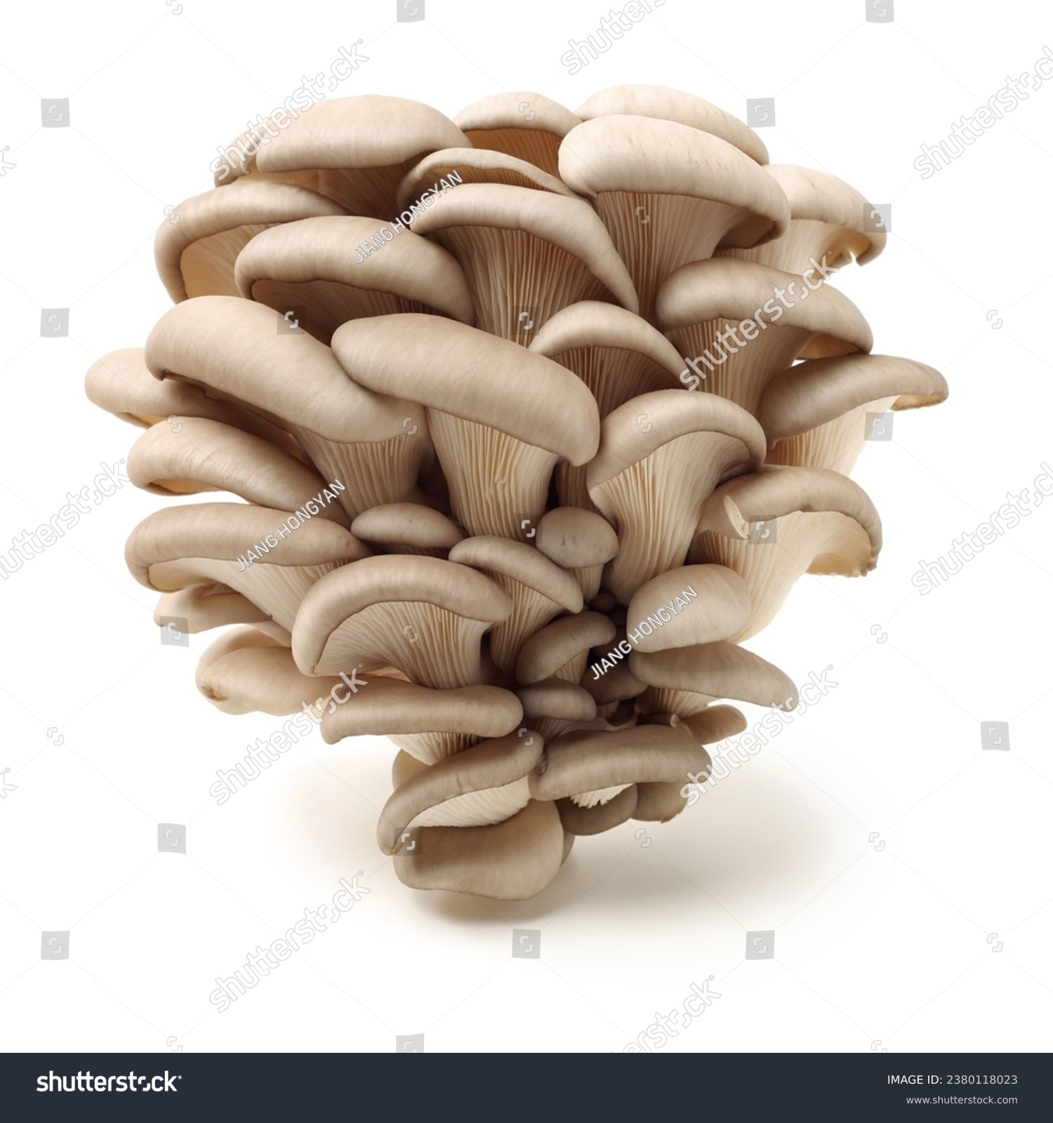 oystermushroomonwhitebackground