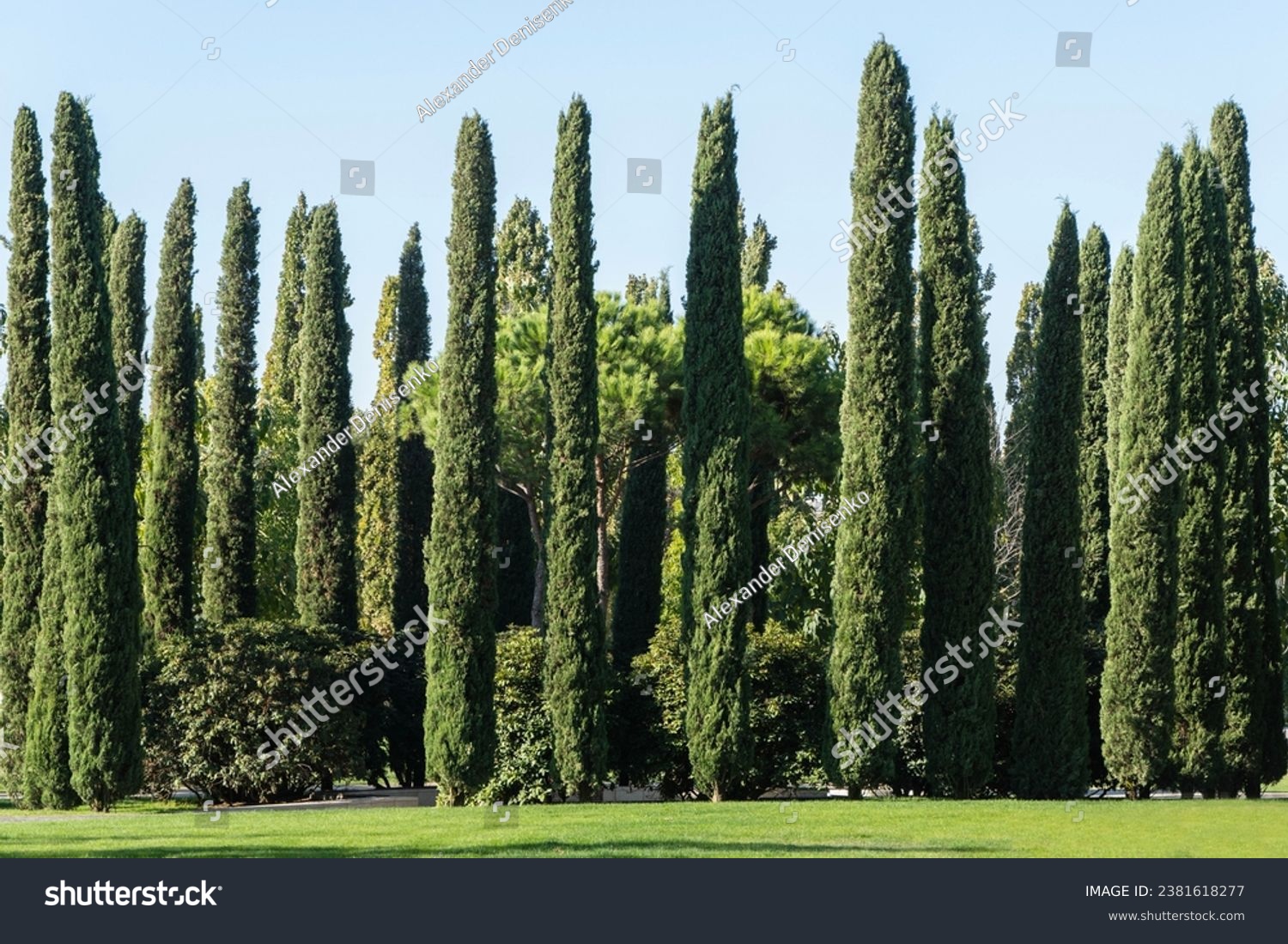 Group of Cupressus sempervirens or Mediterranean cypress trees are planted in city park in Krasnodar. Cypress as hedge for recreation areas. Public landscape "Galitsky Park". Sunny autumn day 2023.
