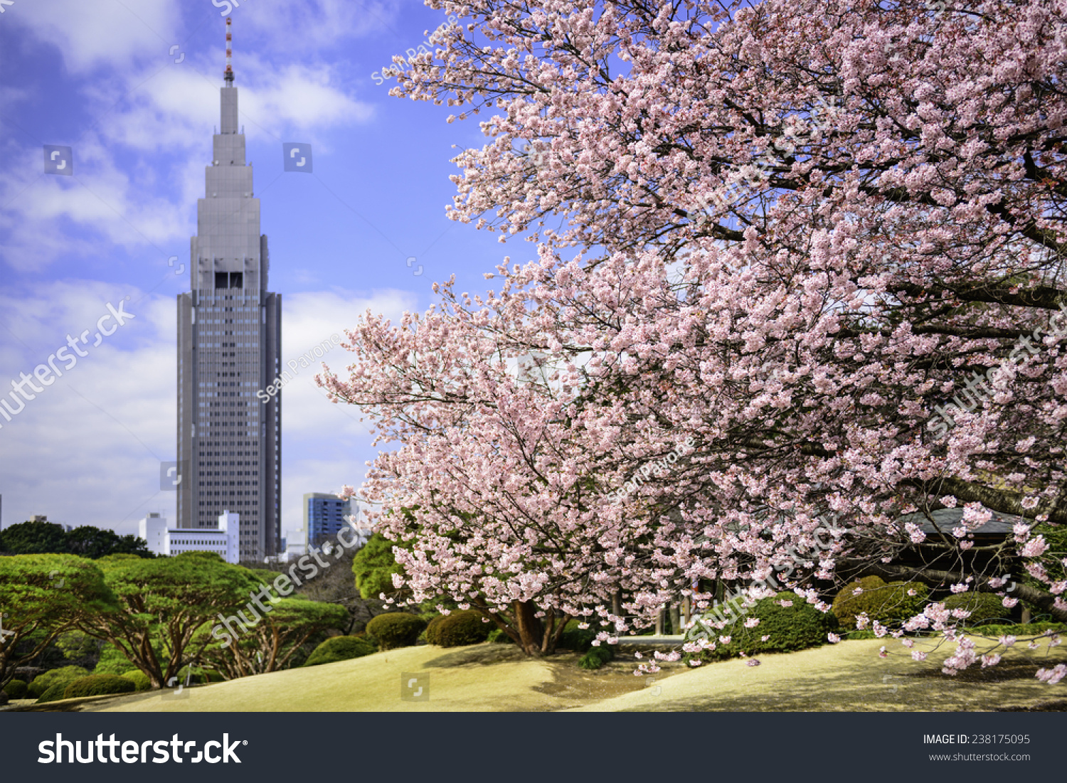 Tokyo  Japan springtime at Shinjuku Gyoen Park.