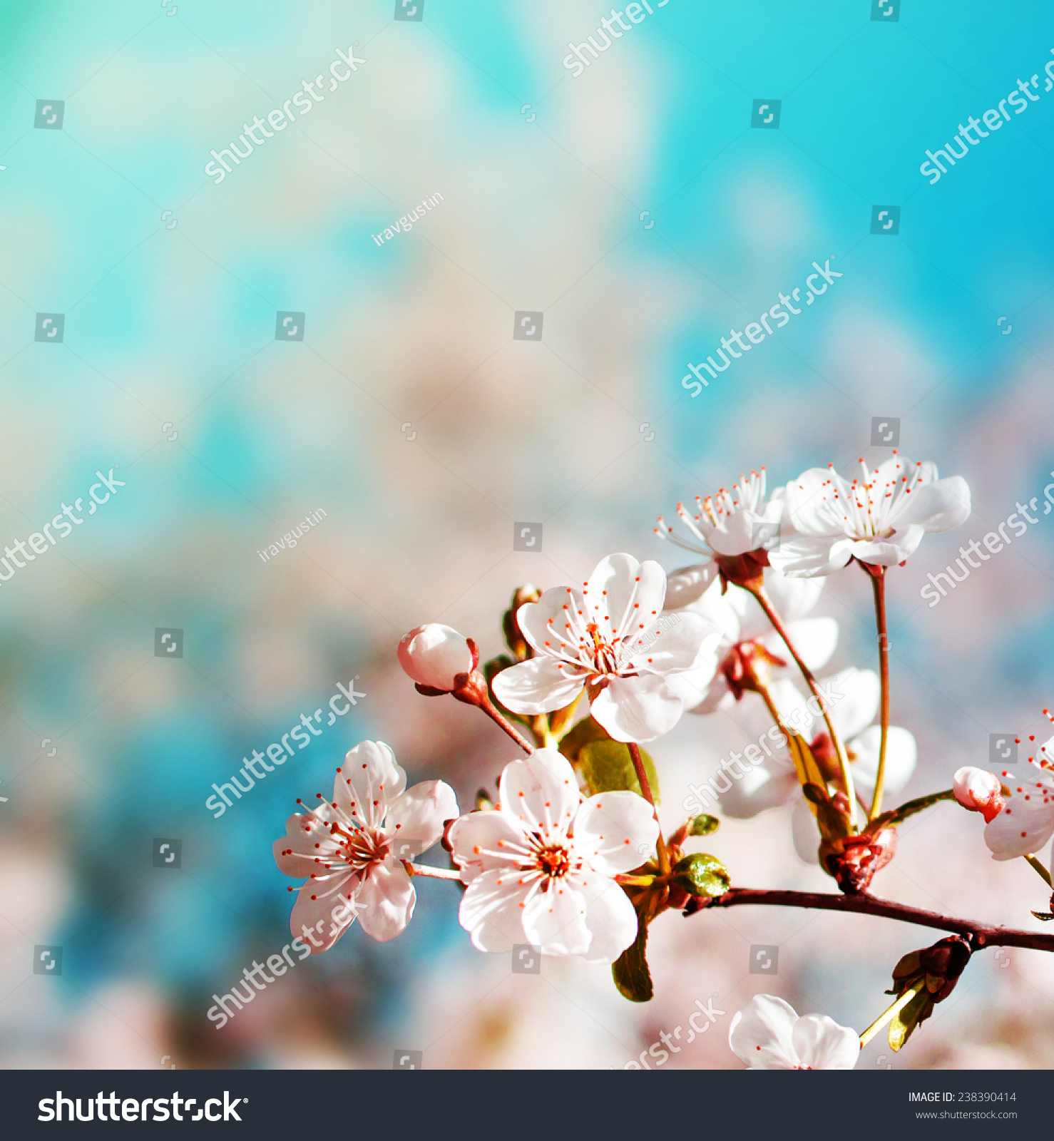 Blossom tree over nature background/ Spring flowers/Spring Background 