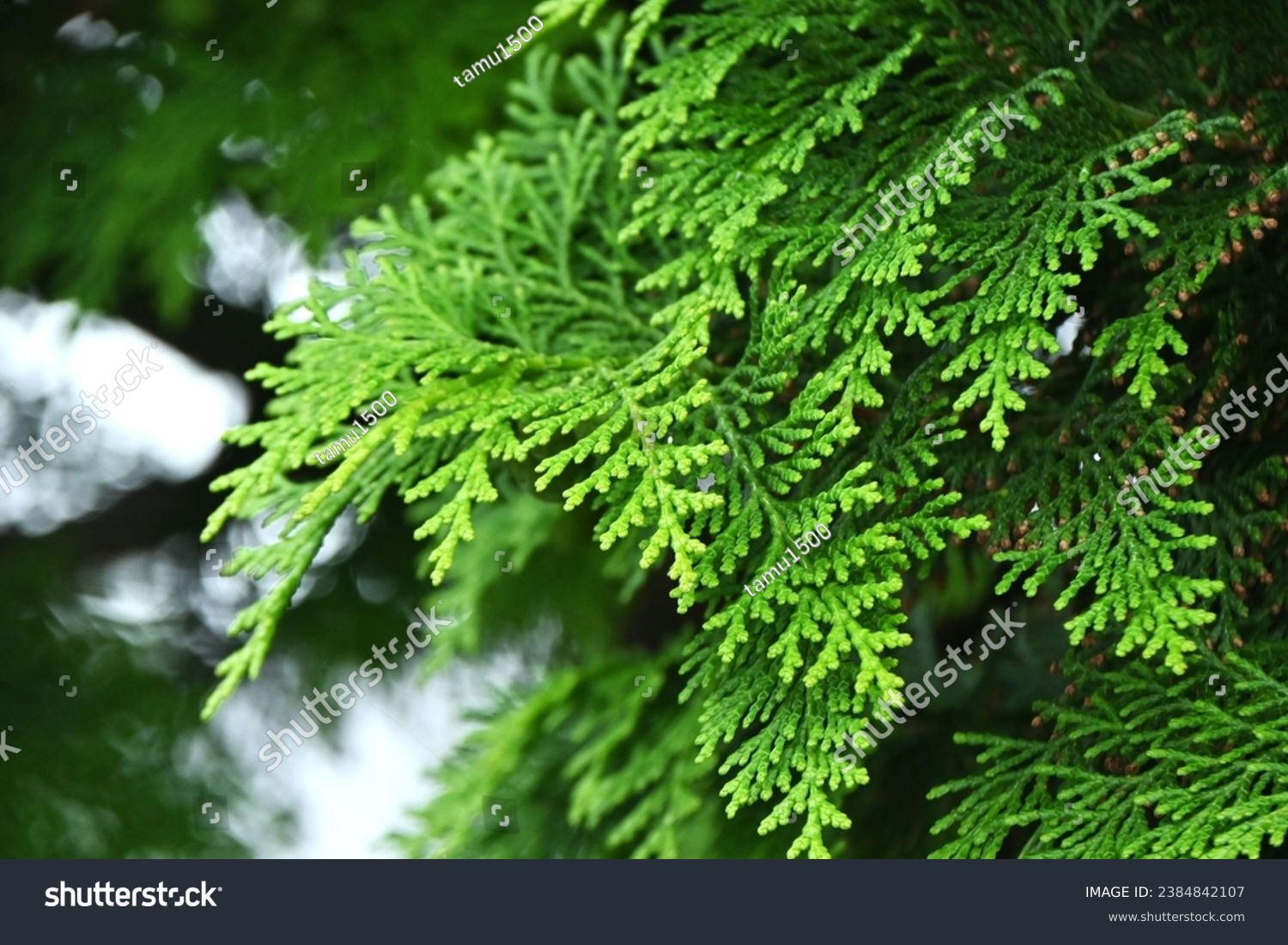 Japanese cypress Hinoki tree ( Chamaecyparis obtusa ) Leaves bark cones. Cupressaceae conifer. Cones ripens to reddish-brown color from October to November.