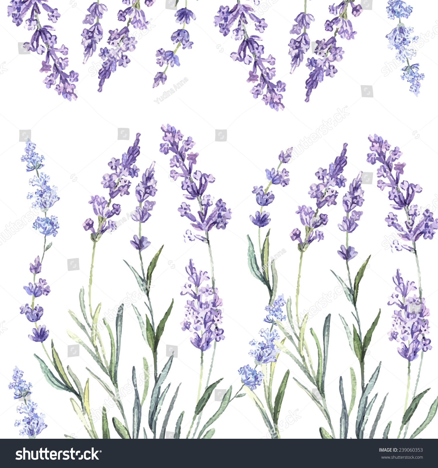 Decorative watercolor background of Lavender. Watercolor.Vector illustration. Illustration for greeting cards  invitations  and other printing projects. 